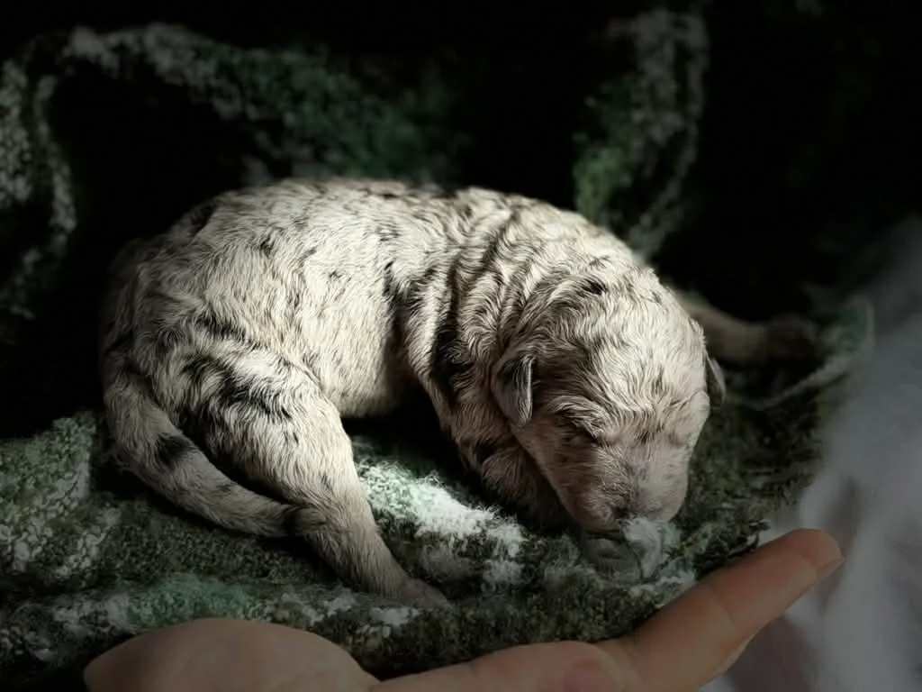 ZING/FEMALE/$2,400/Available