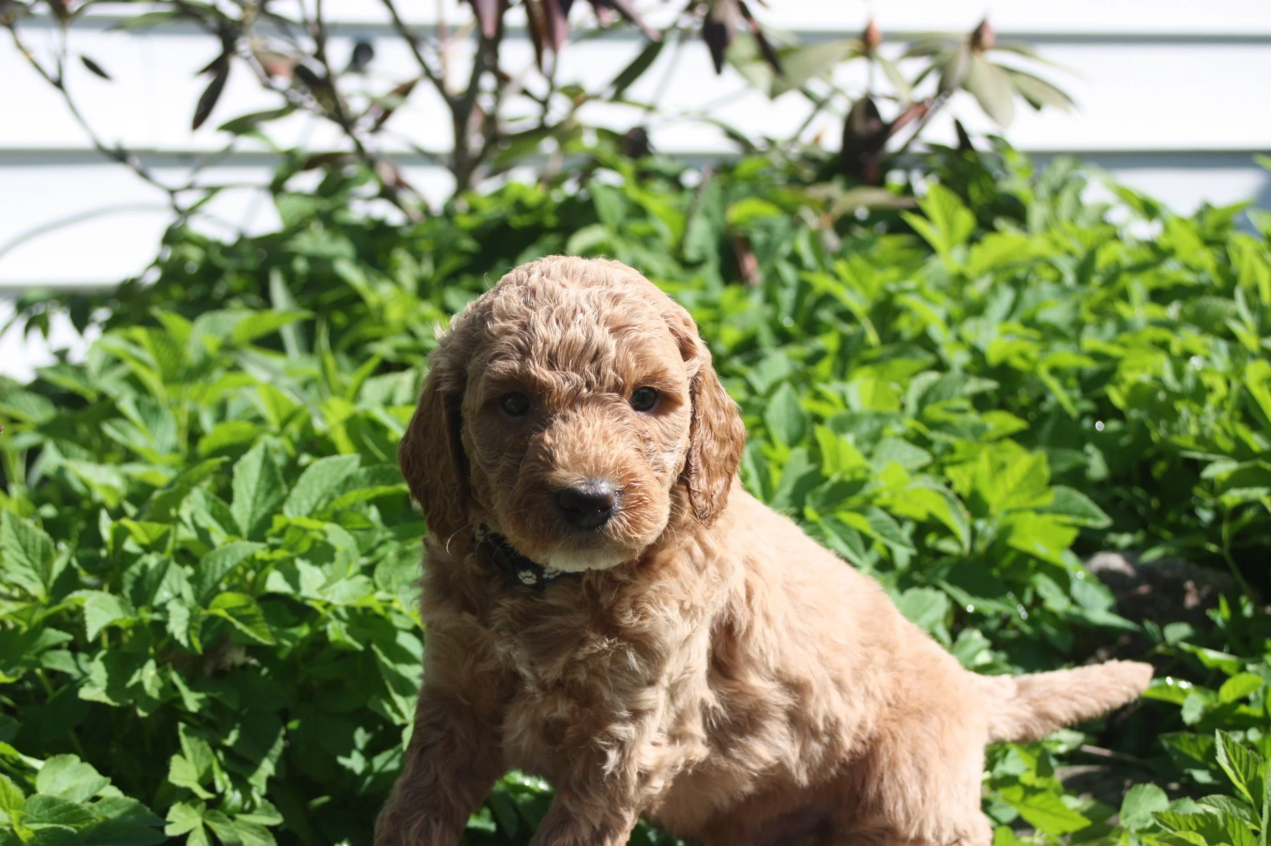 WALTZ/MALE/$2,200/RESERVED