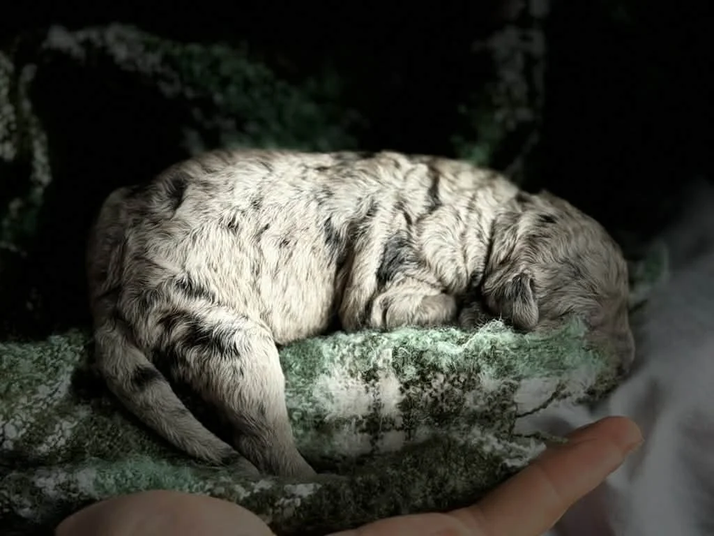 ZING/FEMALE/$2,400/Available