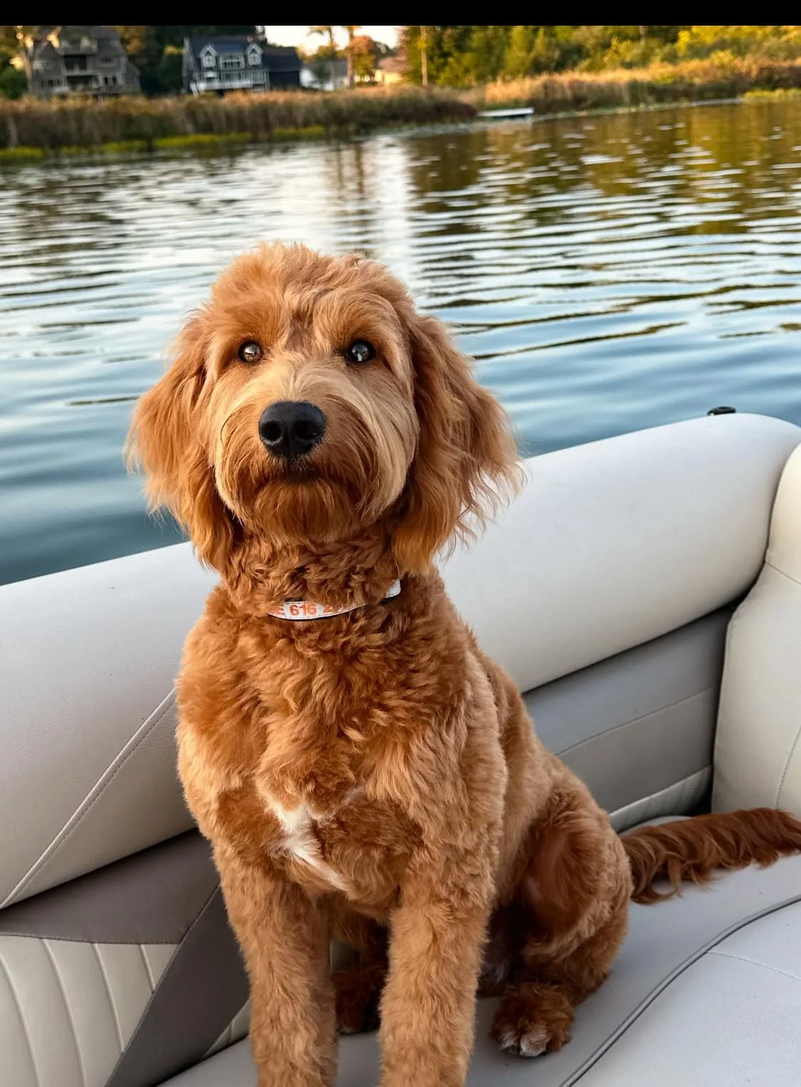 A brown, curly-haired dog sitting on a boat with water and houses in the background.
