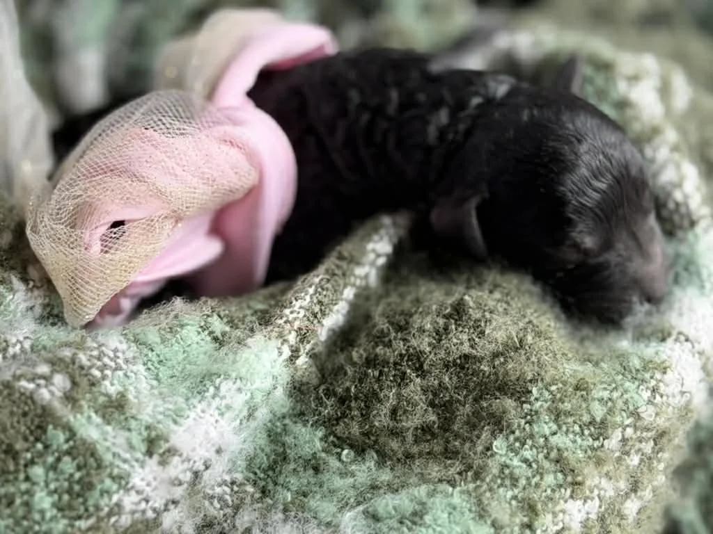 JAZZ/FEMALE/$1,800/Available