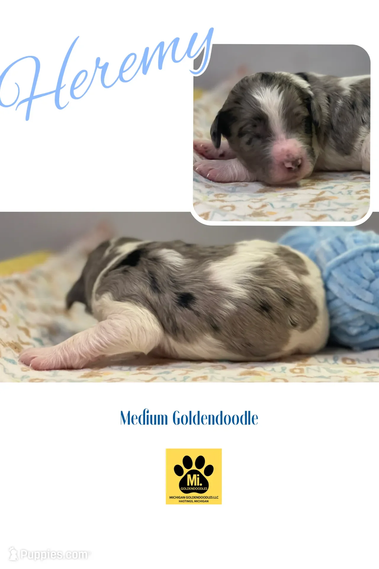 Hermey~Male~Reserved~$1,600