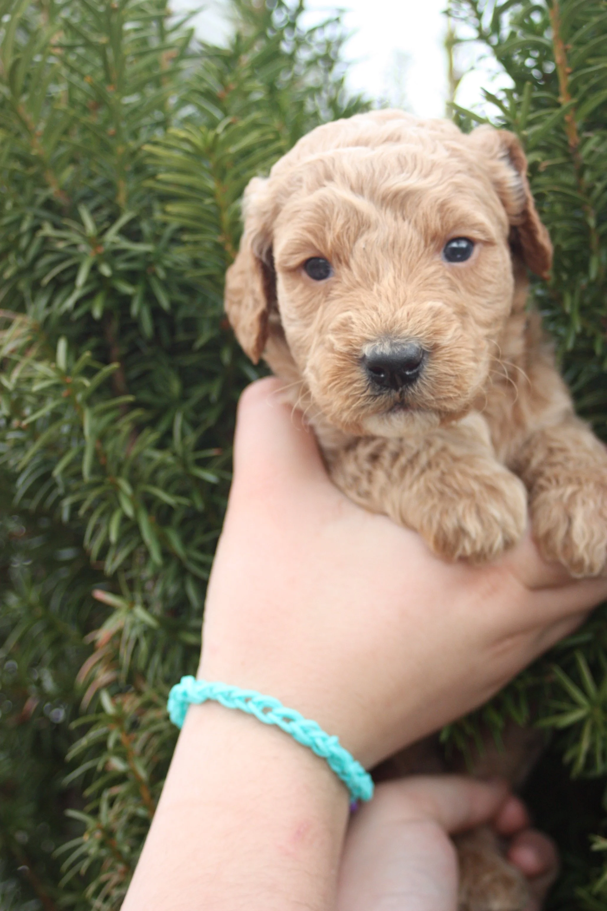 WALTZ/MALE/$2,200/RESERVED