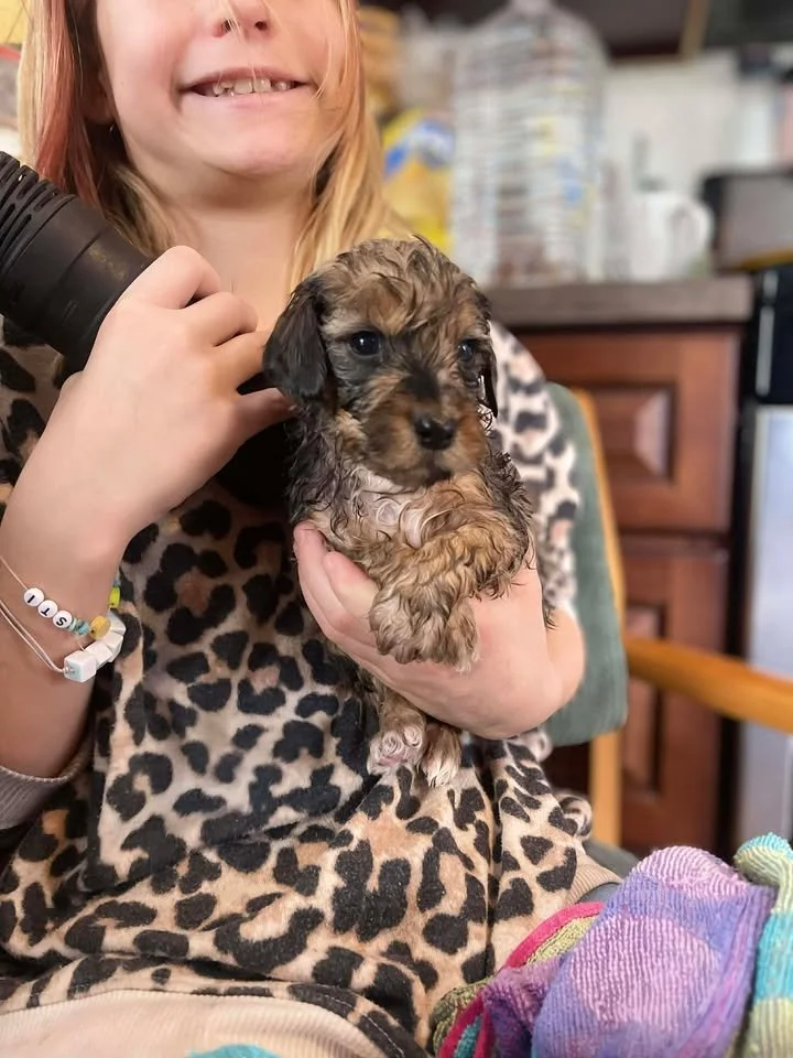 Cowboy~Sable~Sold~$1,985