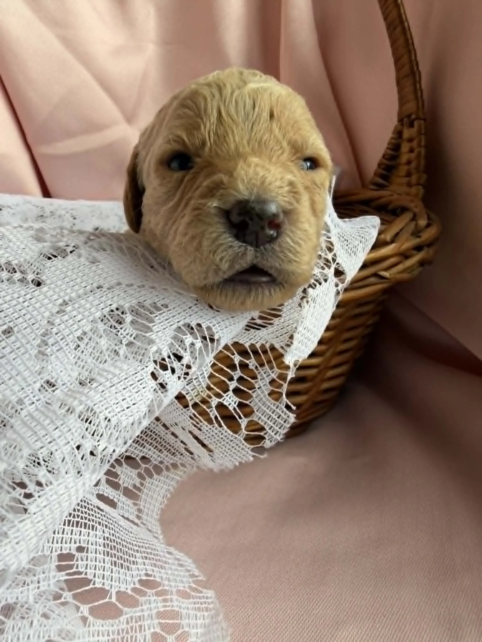 MYSTIC/FEMALE/$2,600