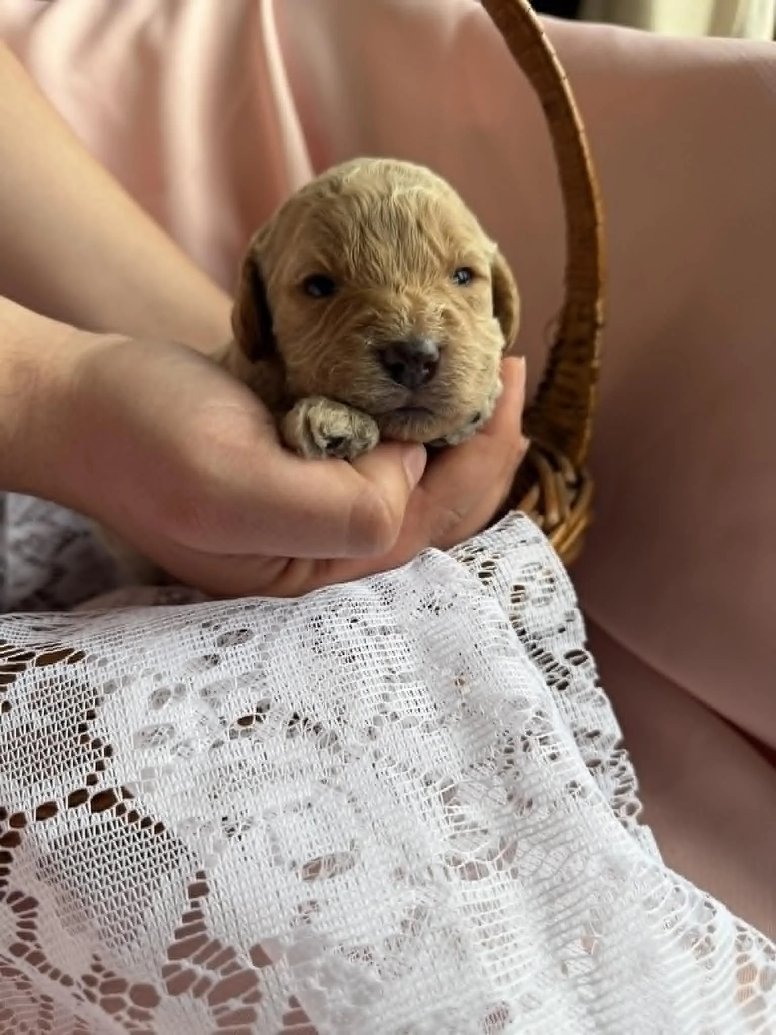 MYSTIC/FEMALE/$2,600