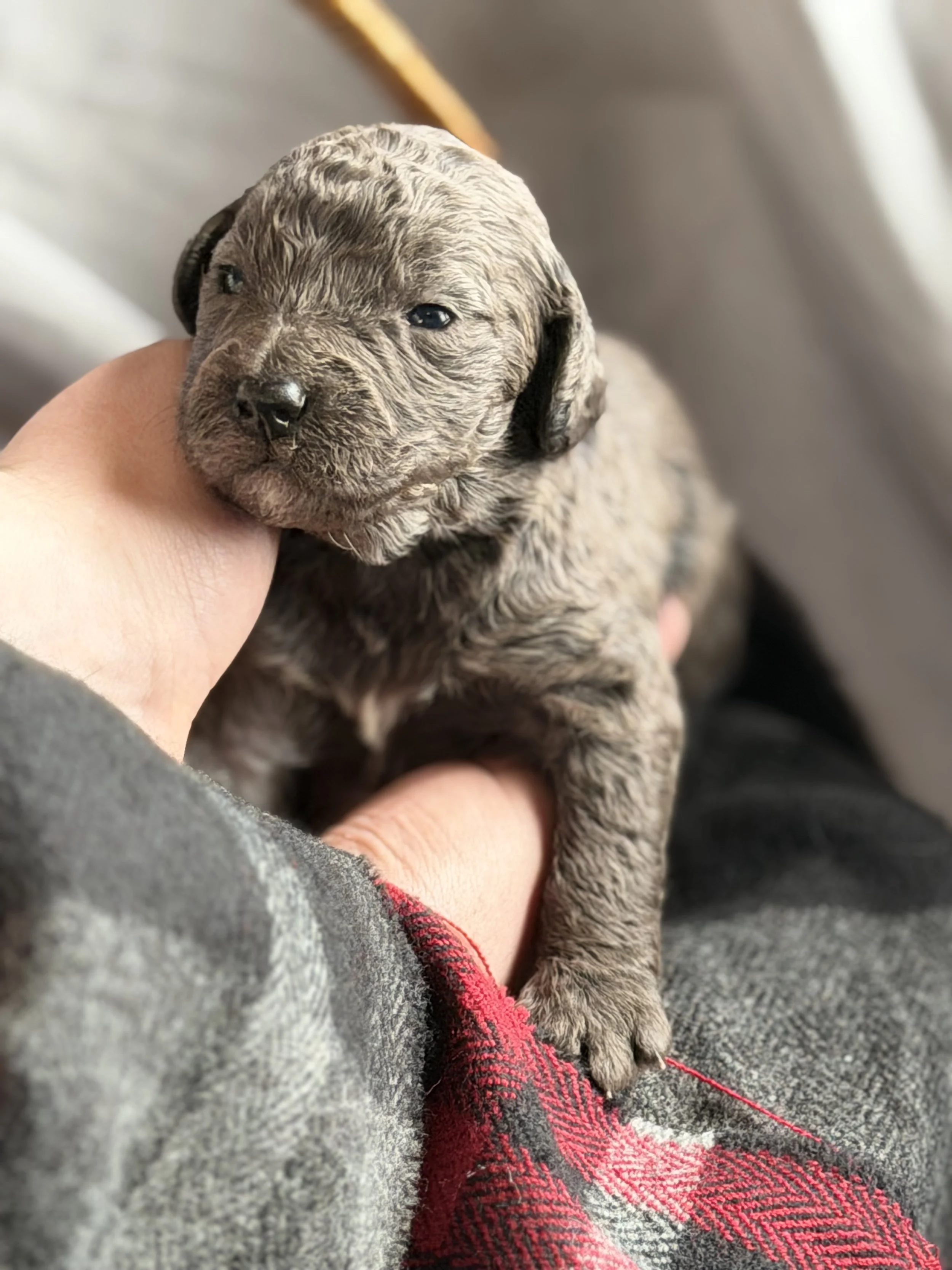 MACK/MALE/$2,400/RESERVED