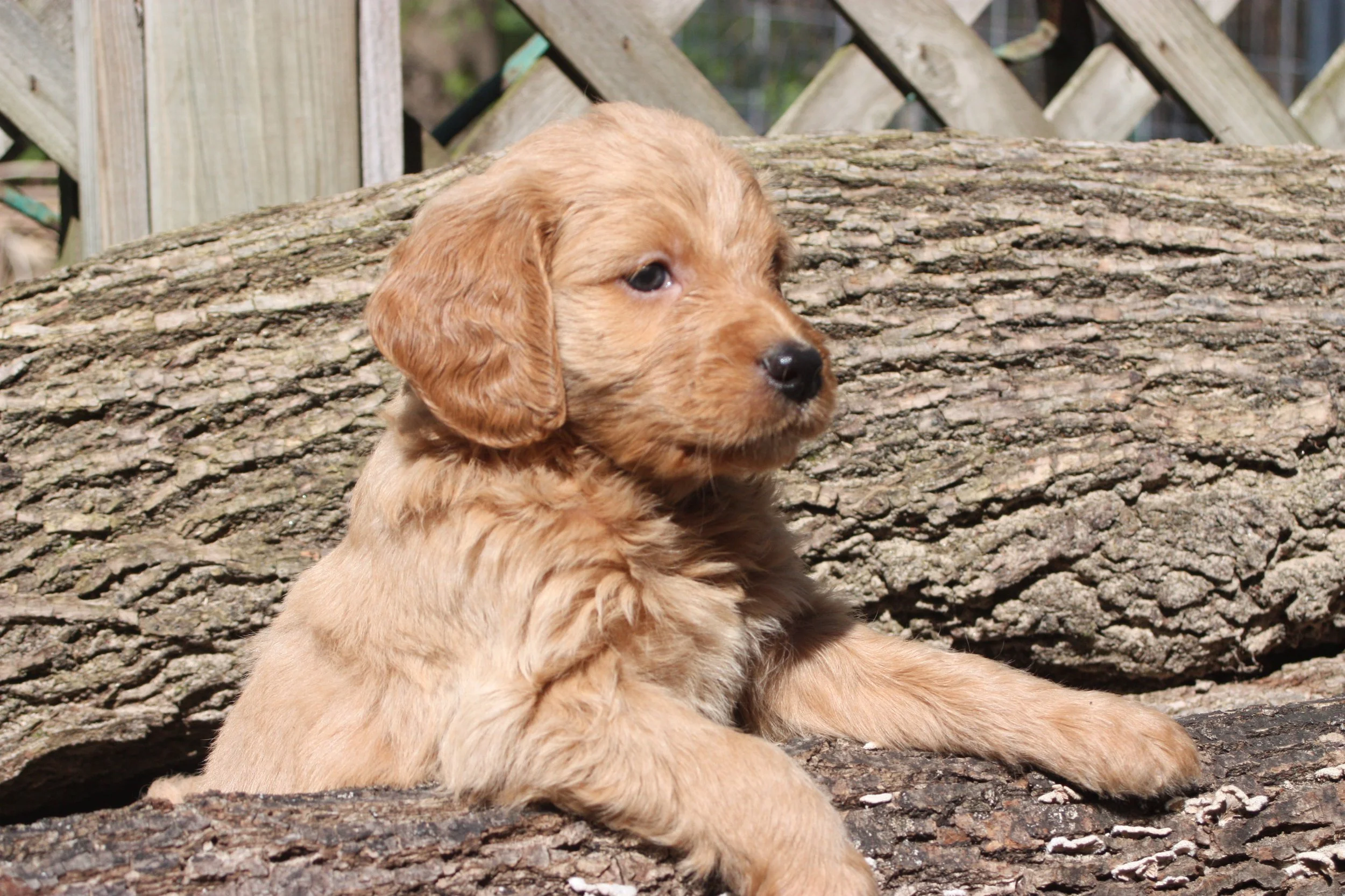 TANGO/MALE/$2,200/RESERVED