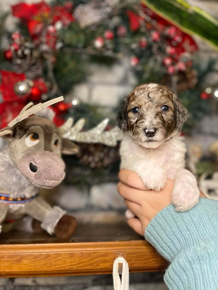 Clarice~Female~SOLD~$1,800