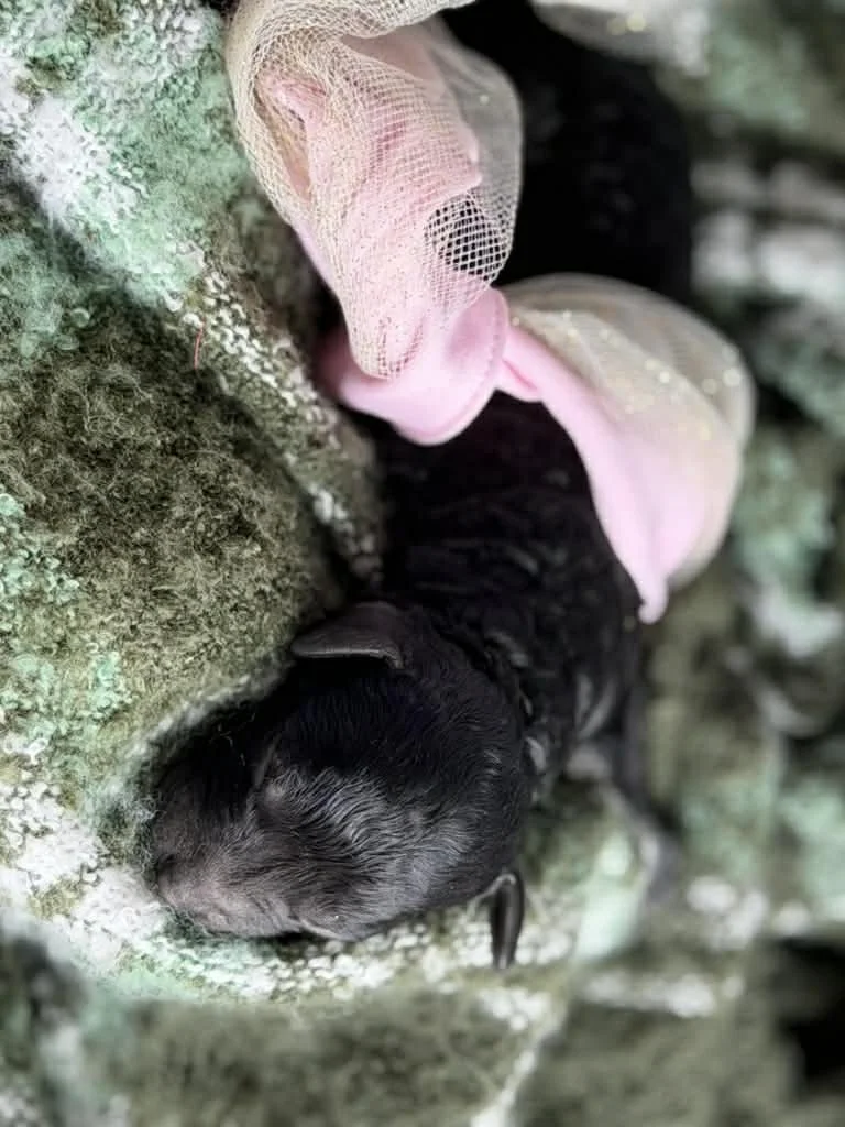 JAZZ/FEMALE/$1,800/Available