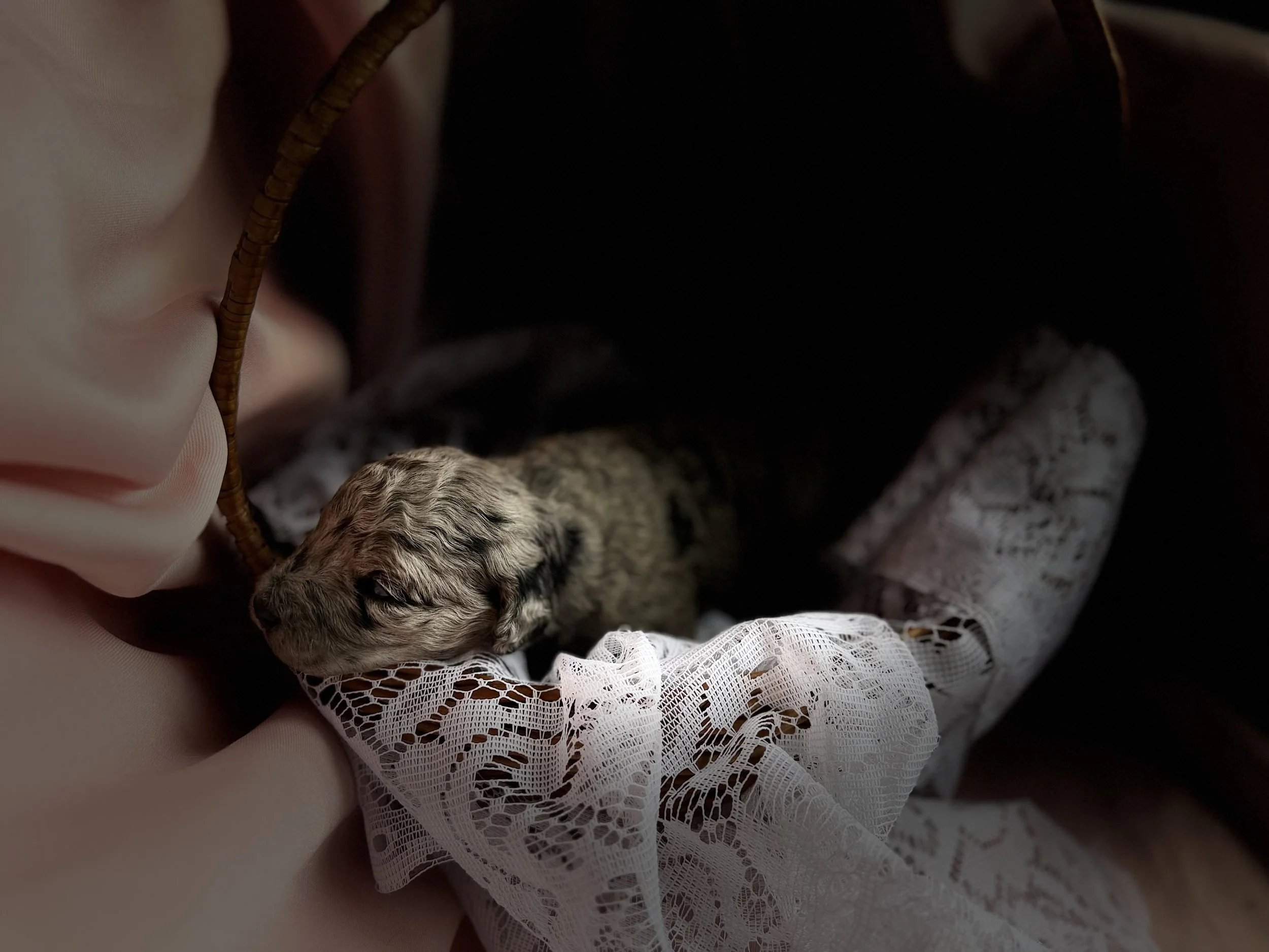 ZING/FEMALE/$2,400/Available