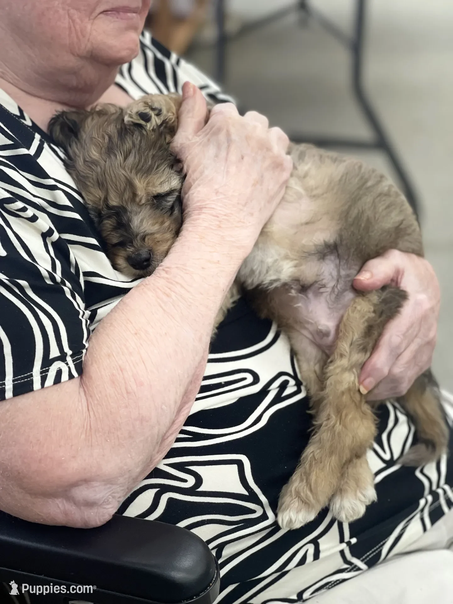 Cowboy~Sable~Sold~$1,985