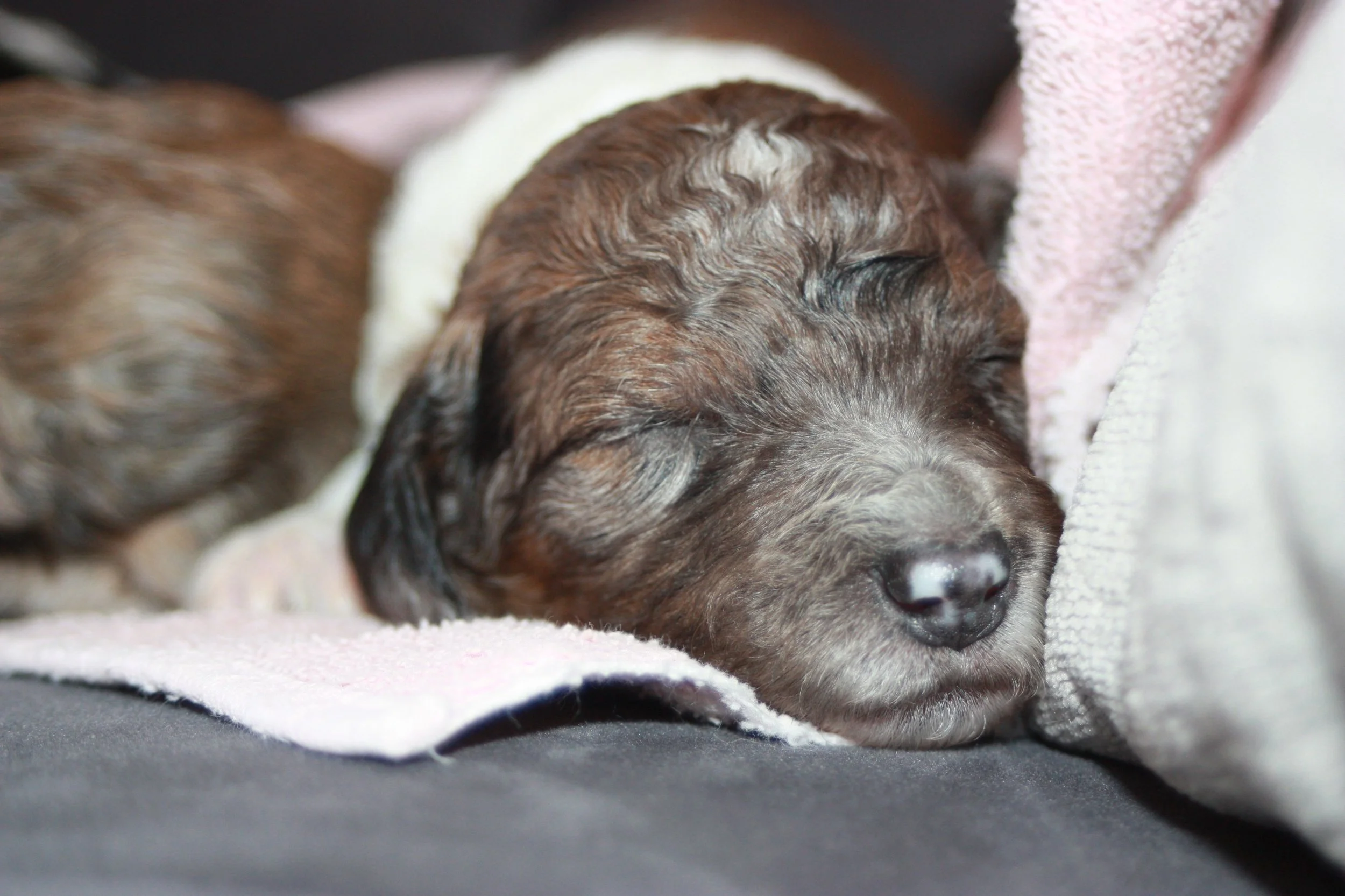 Clarice~Female~SOLD~$1,800