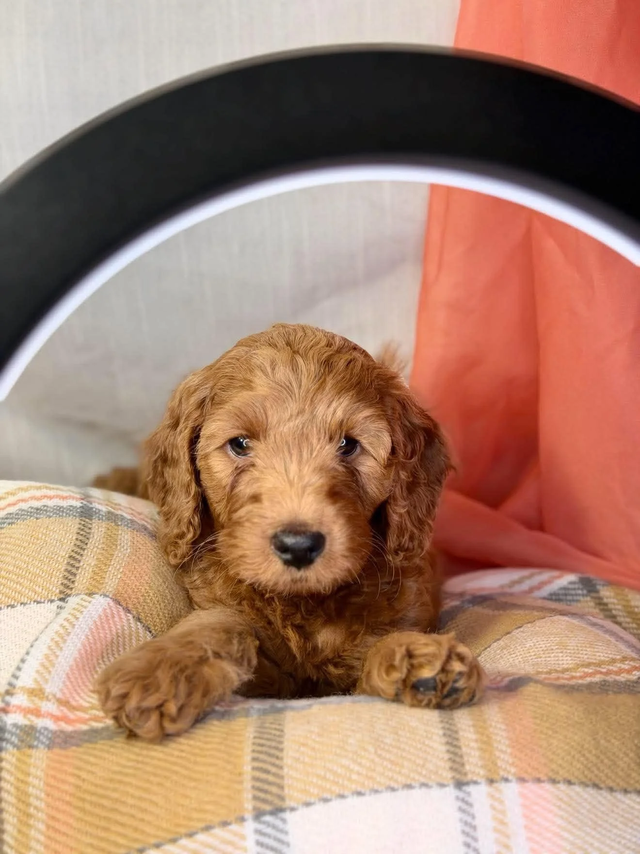 Muffin- Reserved Female