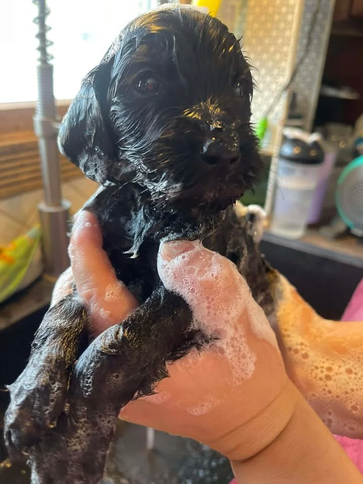 Humble~Male~Reserved~$1,800
