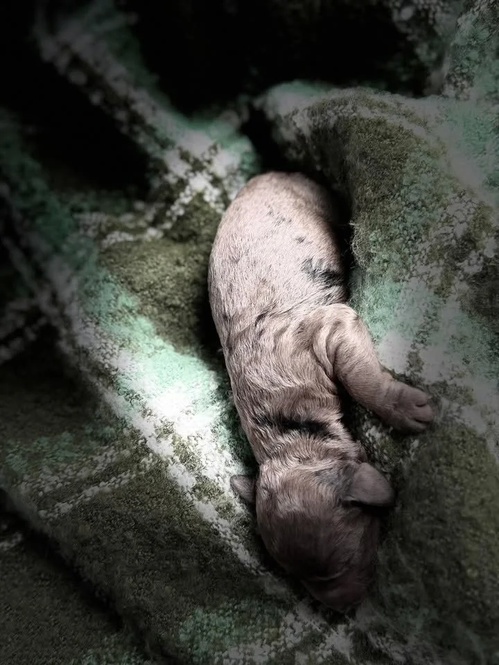 MACK/MALE/$2,400/RESERVED