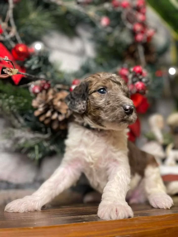 Clarice~Female~SOLD~$1,800