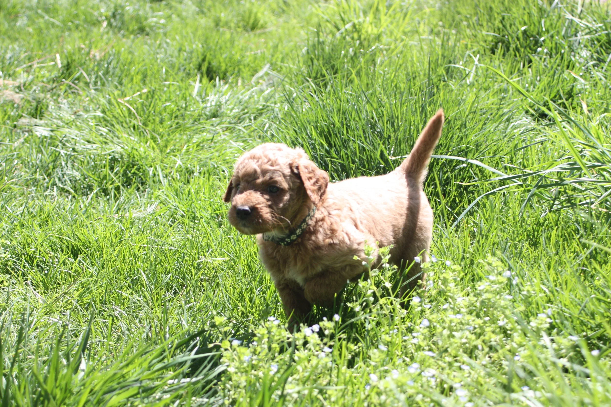 SALSA/MALE/$2,200/Available