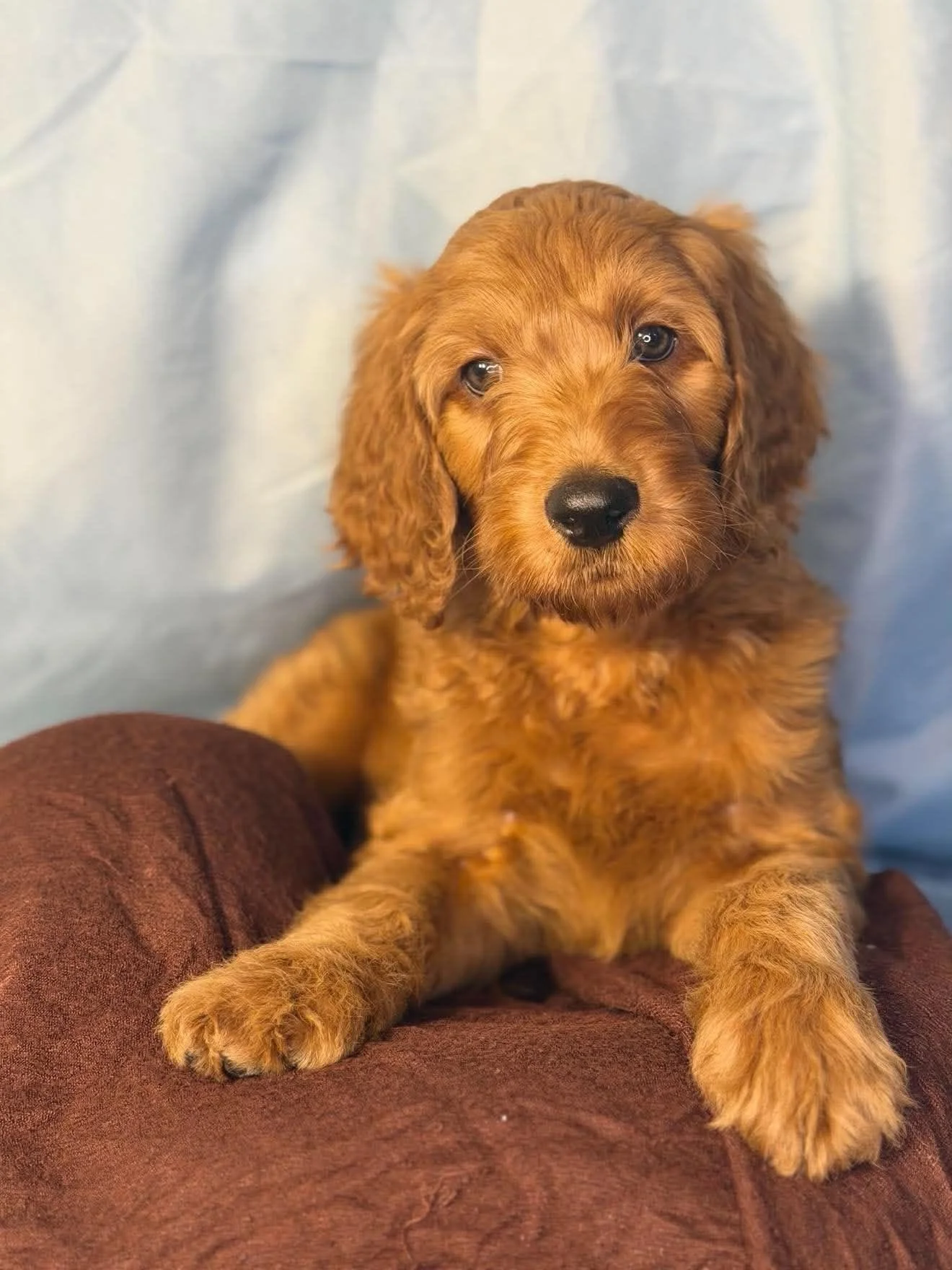 Scotti Biscotti- Available Male