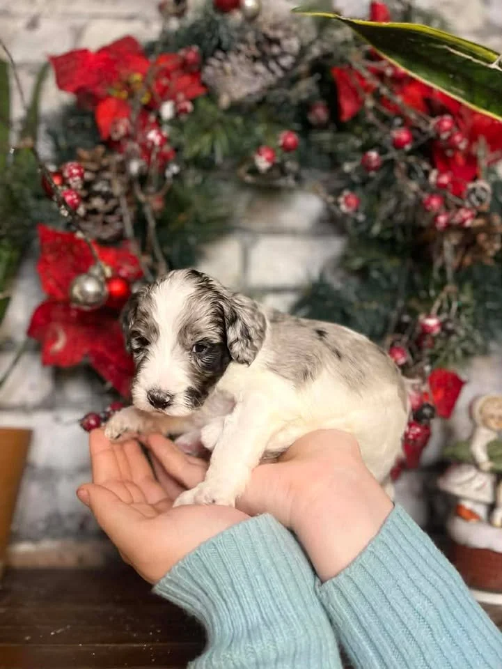 Hermey~Male~Reserved~$1,600
