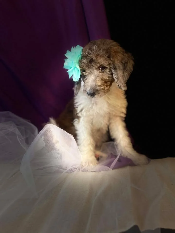 Clarice~Female~SOLD~$1,800