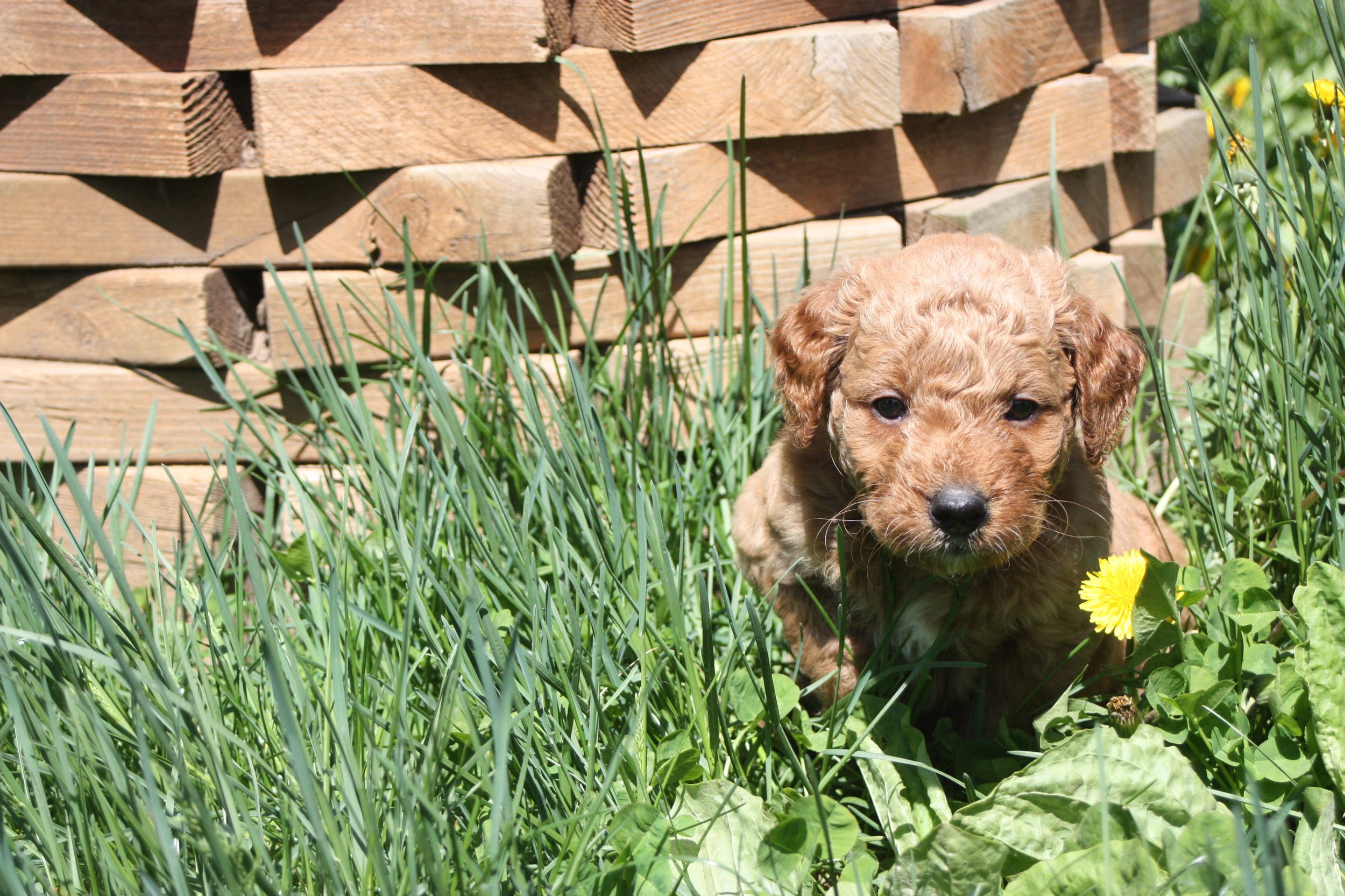 SALSA/MALE/$2,200/Available