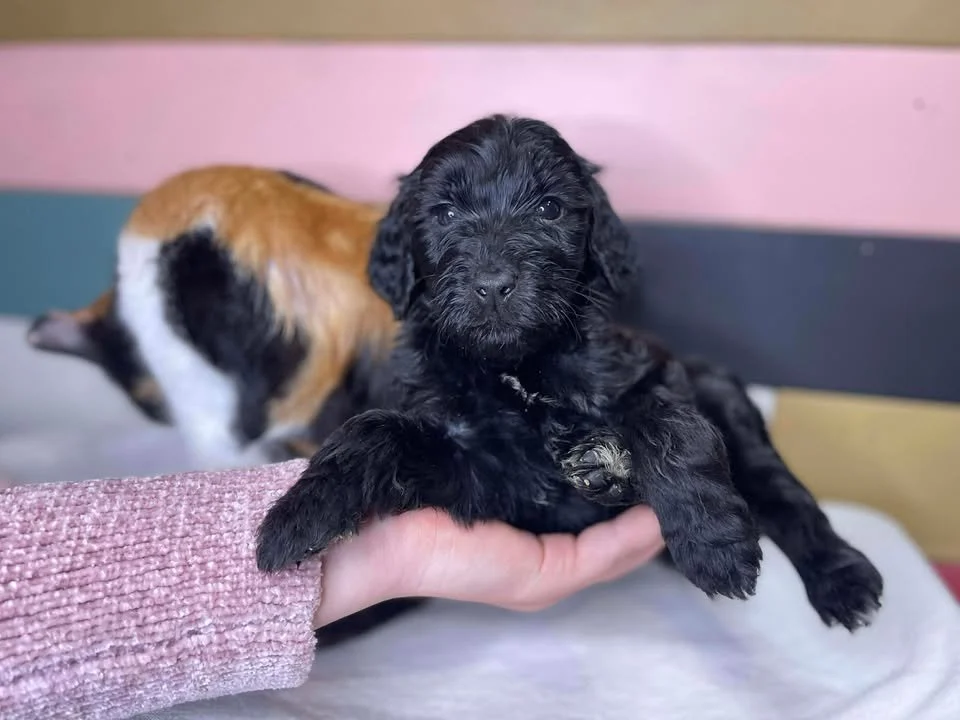 Humble~Male~Reserved~$1,800