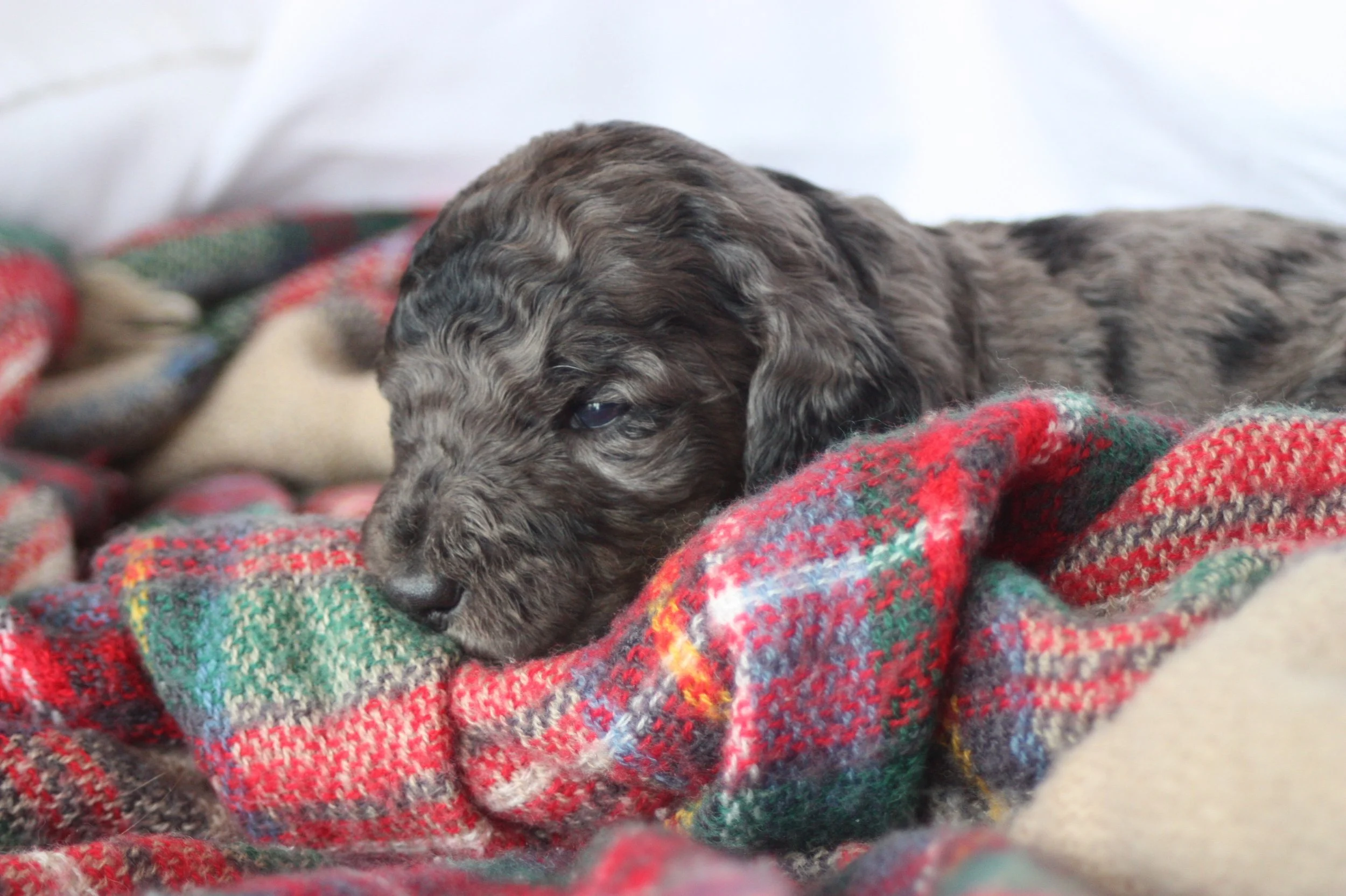 Dasher~Tri-merle~ON HOLD~$2,200