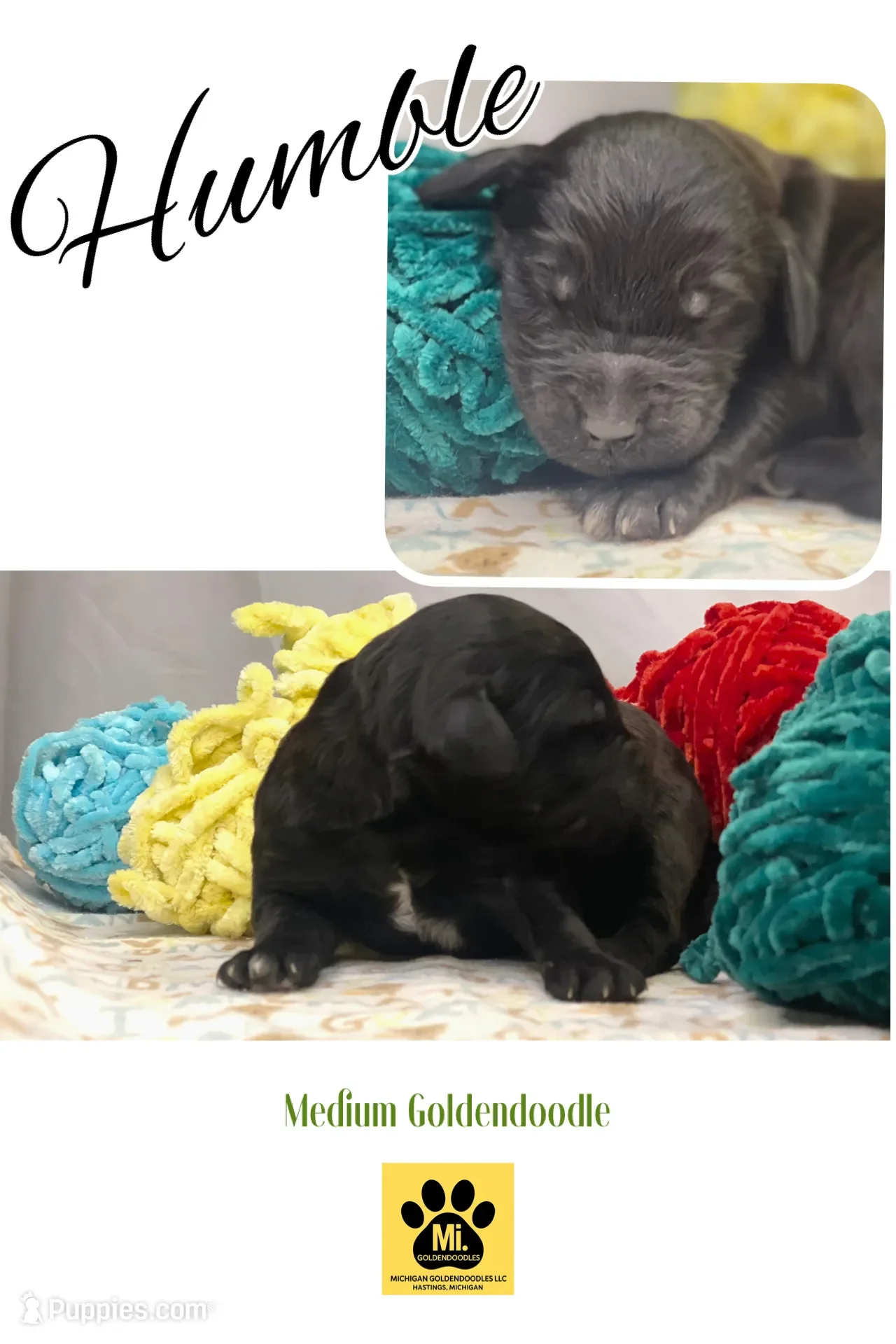 Humble~Male~Reserved~$1,800