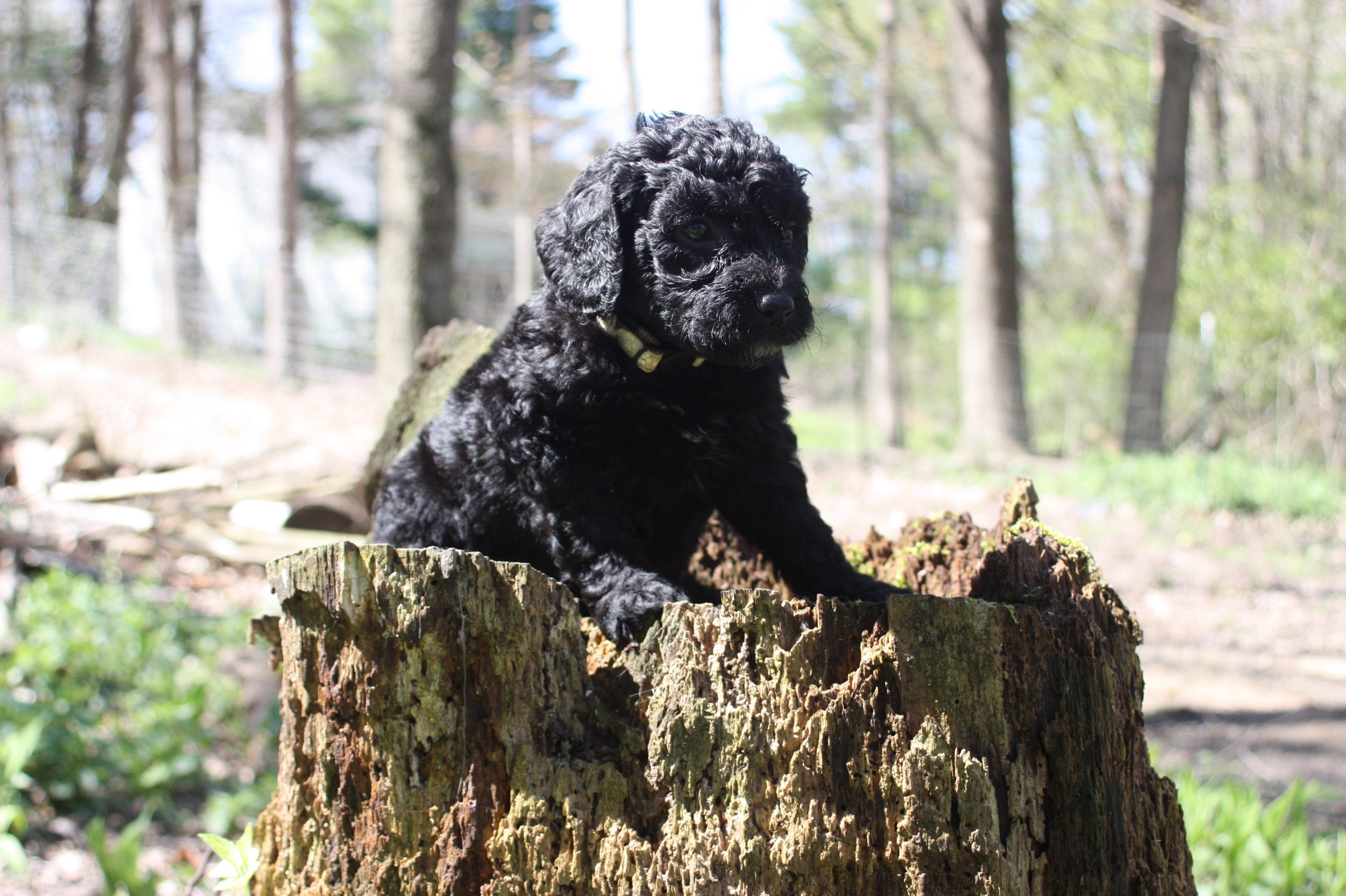 JAZZ/FEMALE/$1,800/Available