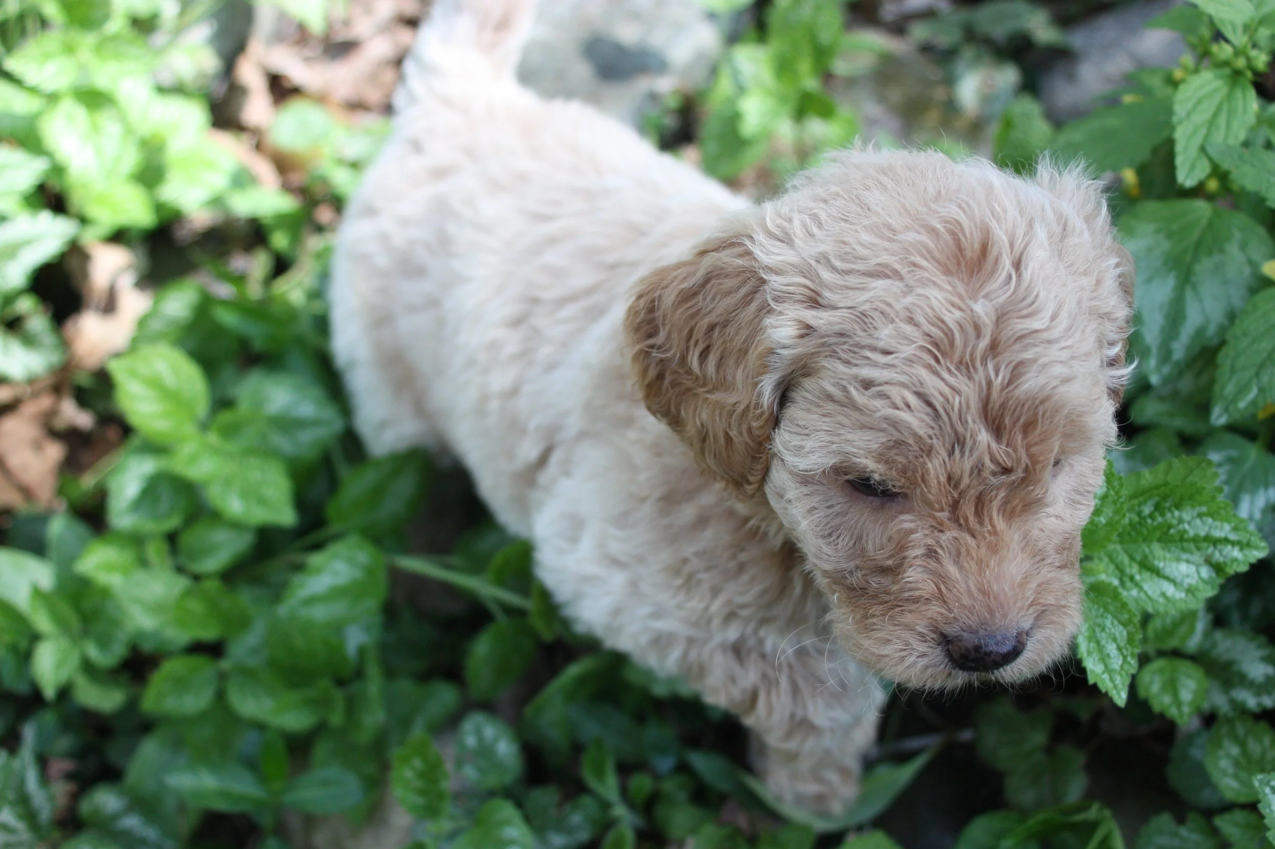 MYSTIC/FEMALE/$2,600