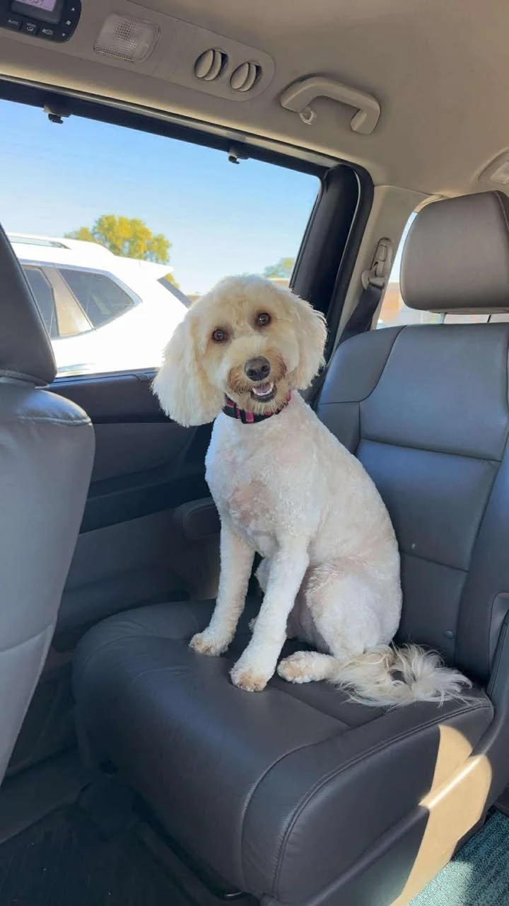 A happy goldendoodle with a curly, cream-colored coat sitting on the backseat of a car, looking at the camera with a cheerful expression after a spa day.
