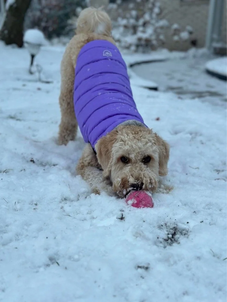 A fluffy yellow dog wearing a purple puffy jacket playing in the snow, chewing on a pink tennis ball.