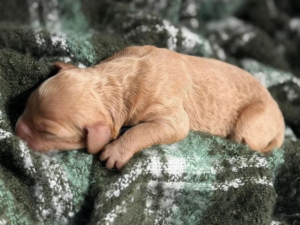 TANGO/MALE/$2,200/RESERVED