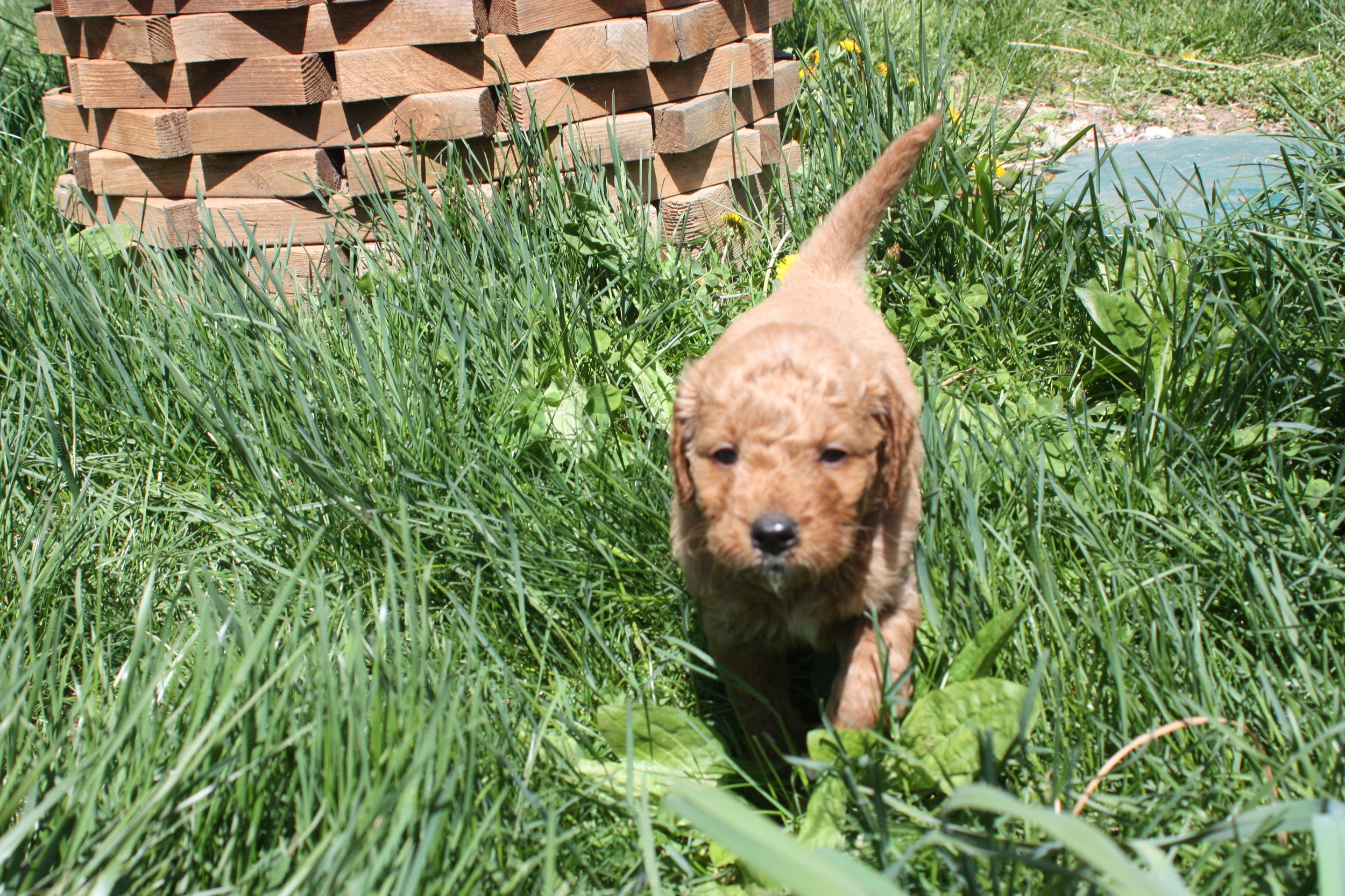 SALSA/MALE/$2,200/Available