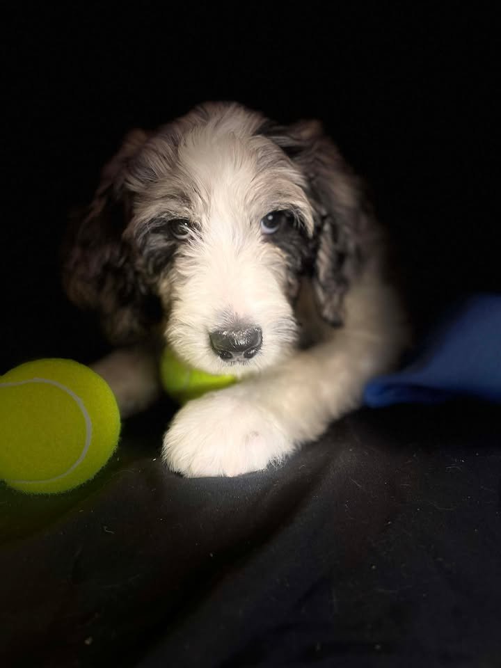 Hermey~Male~Reserved~$1,600