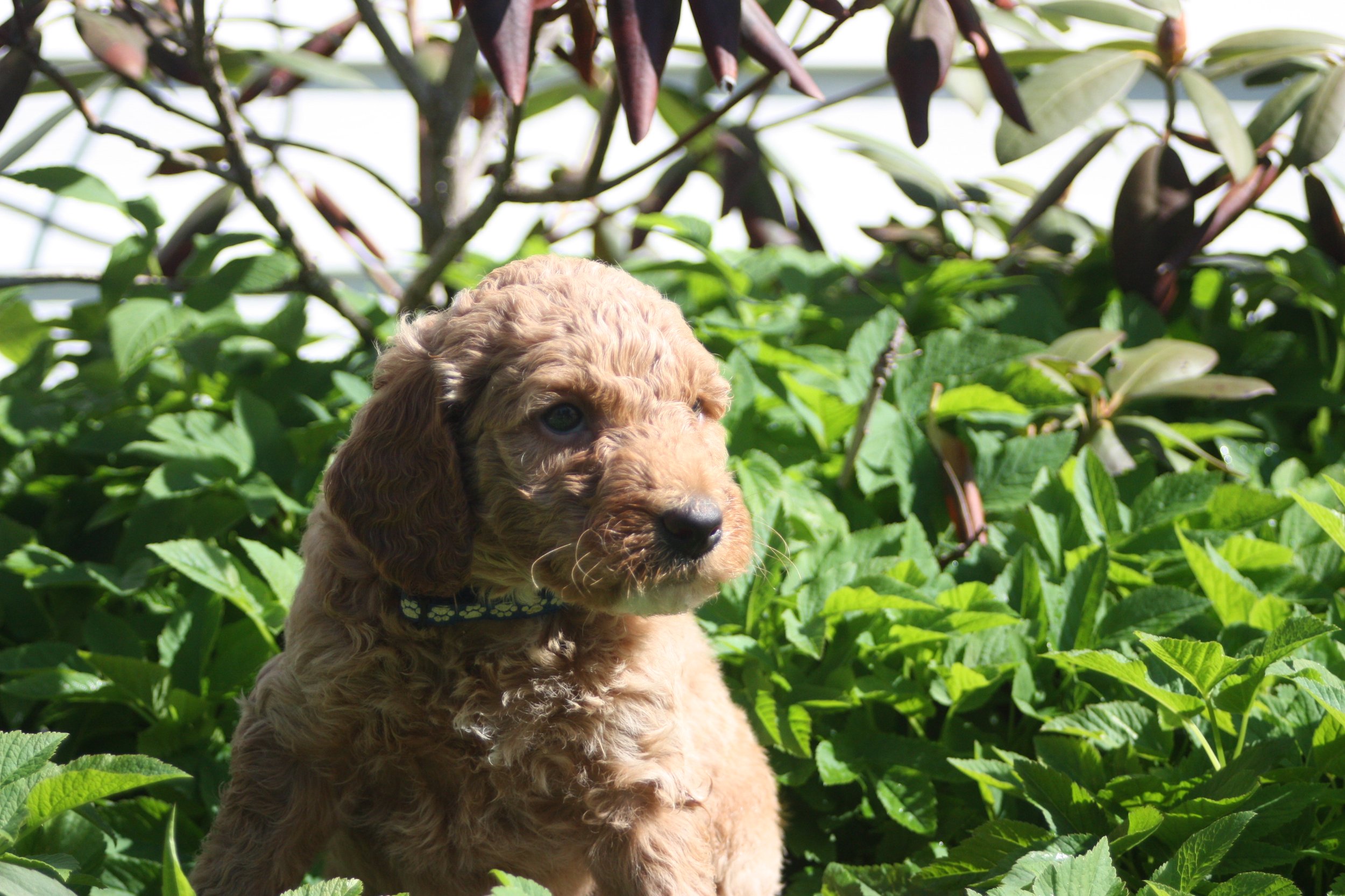 WALTZ/MALE/$2,200/RESERVED