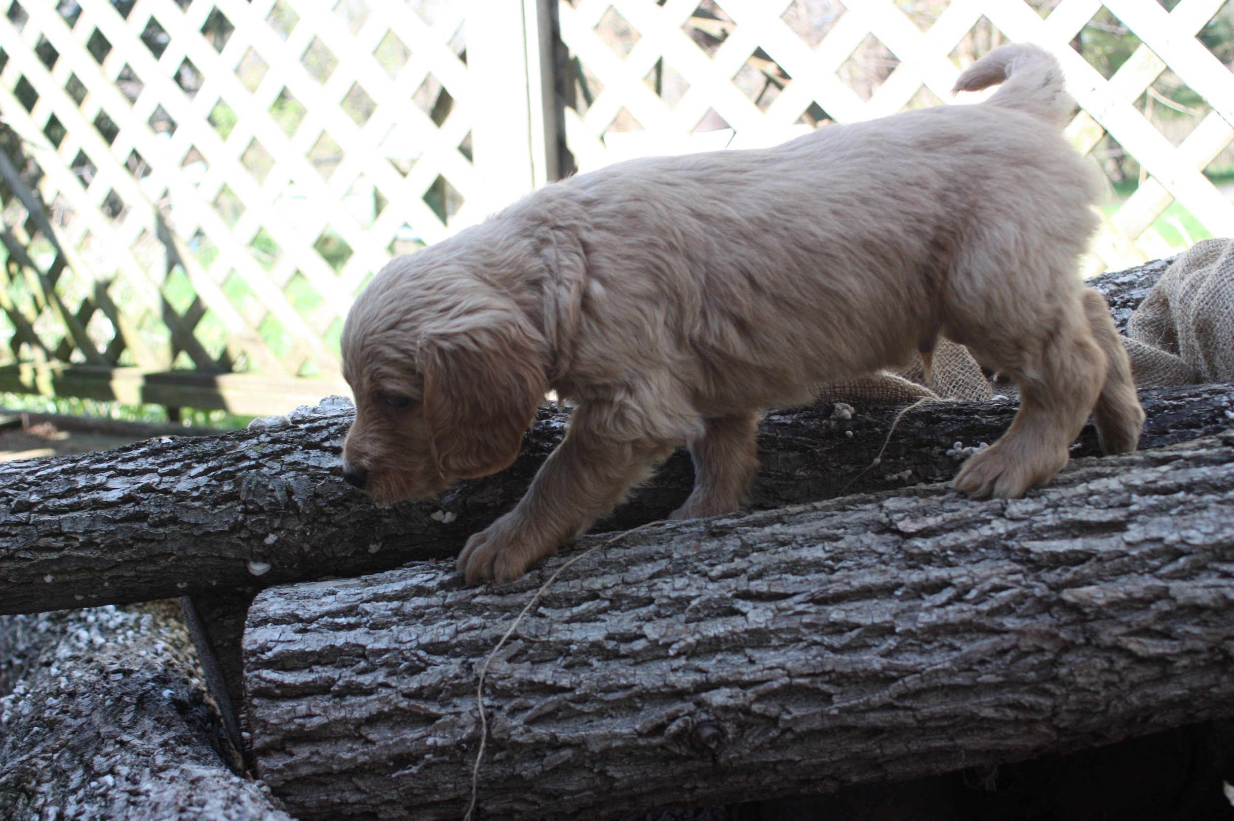 TANGO/MALE/$2,200/RESERVED