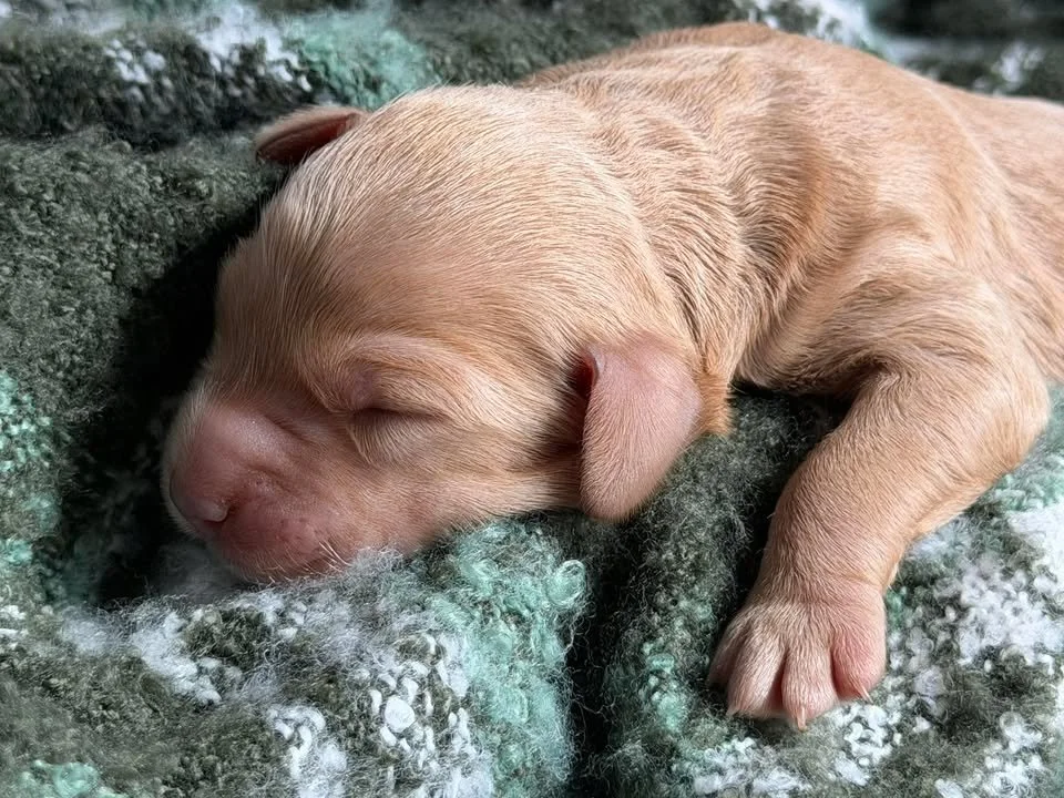 TANGO/MALE/$2,200/RESERVED