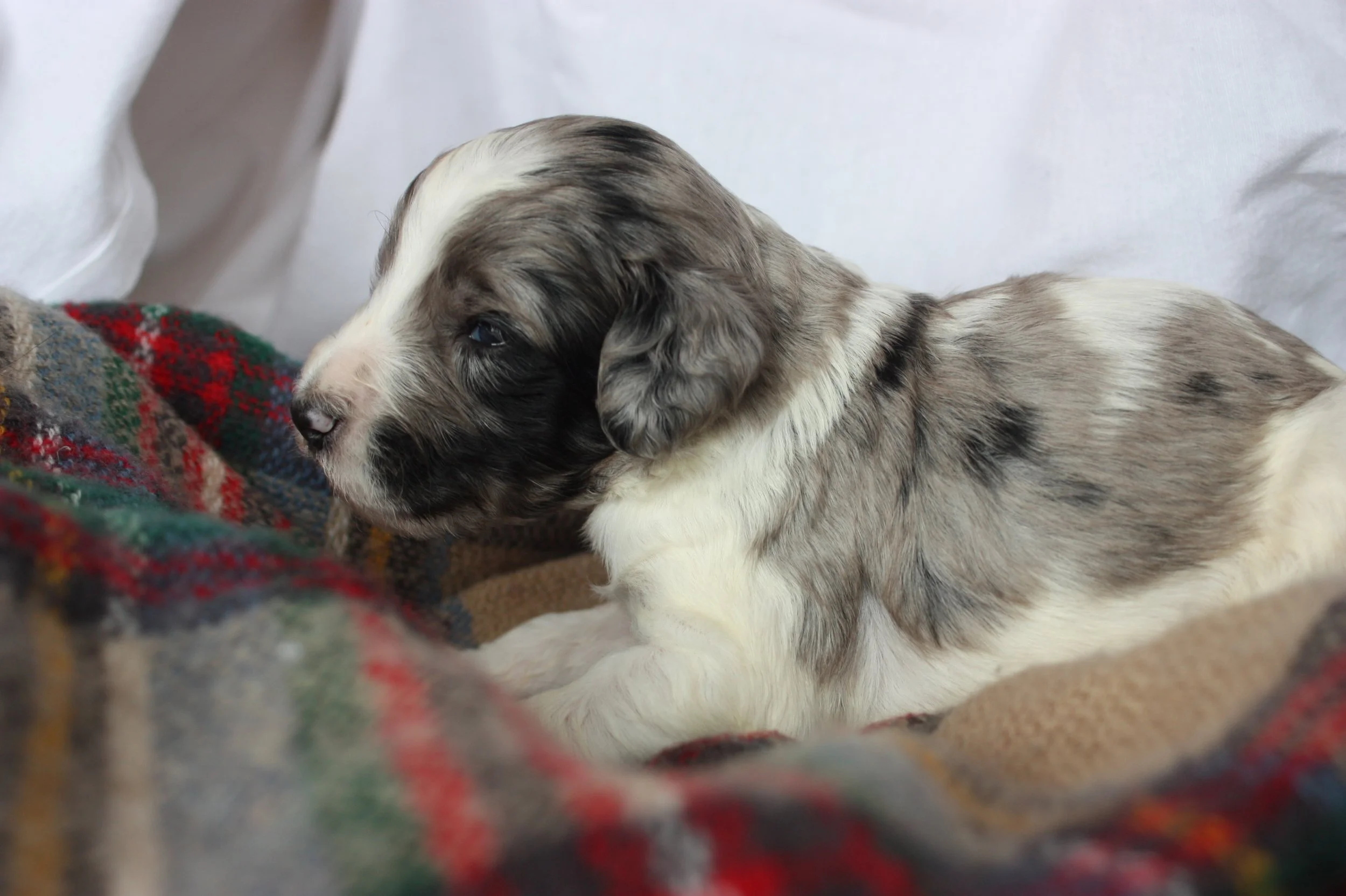 Hermey~Male~Reserved~$1,600
