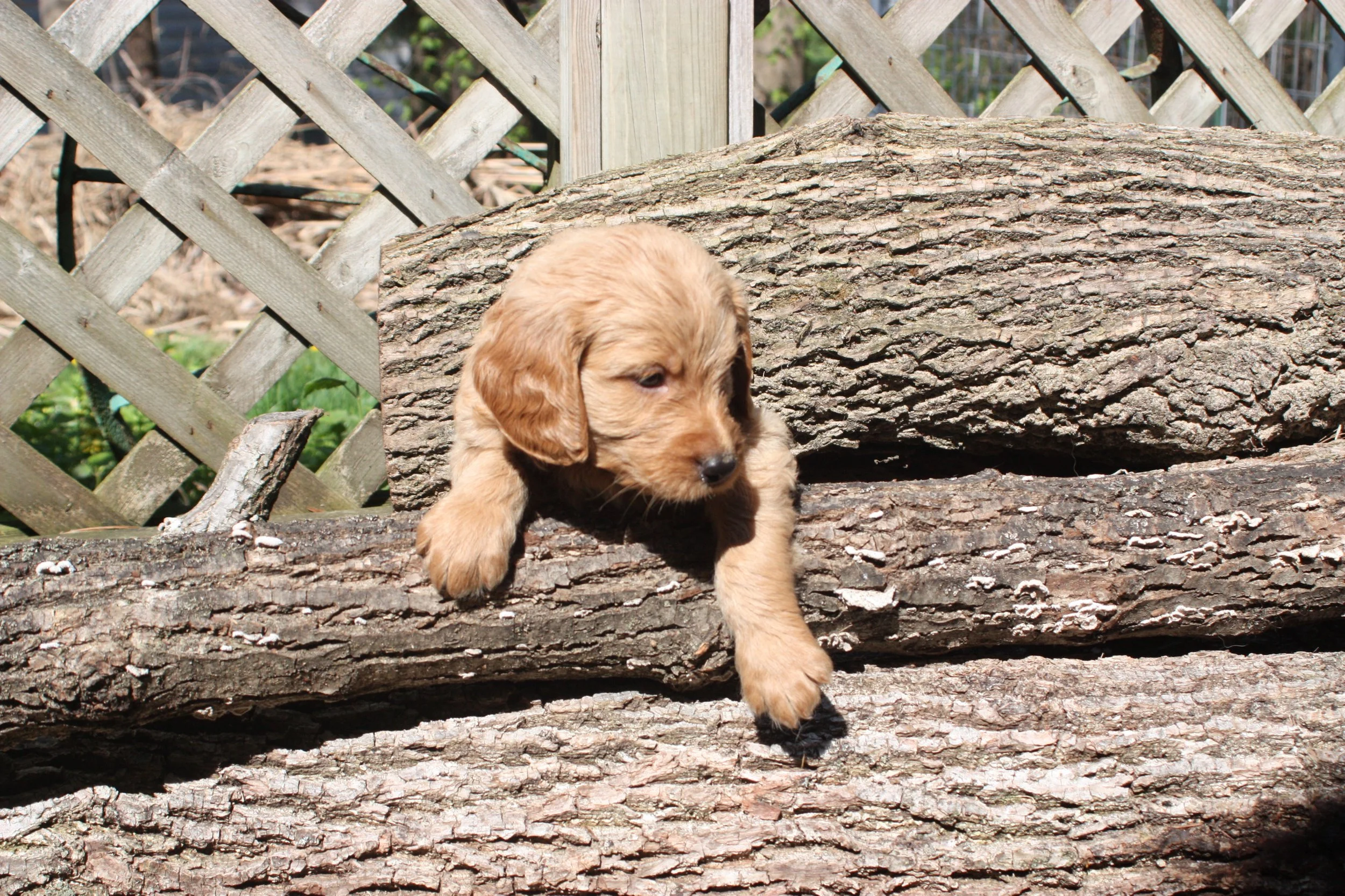 TANGO/MALE/$2,200/RESERVED