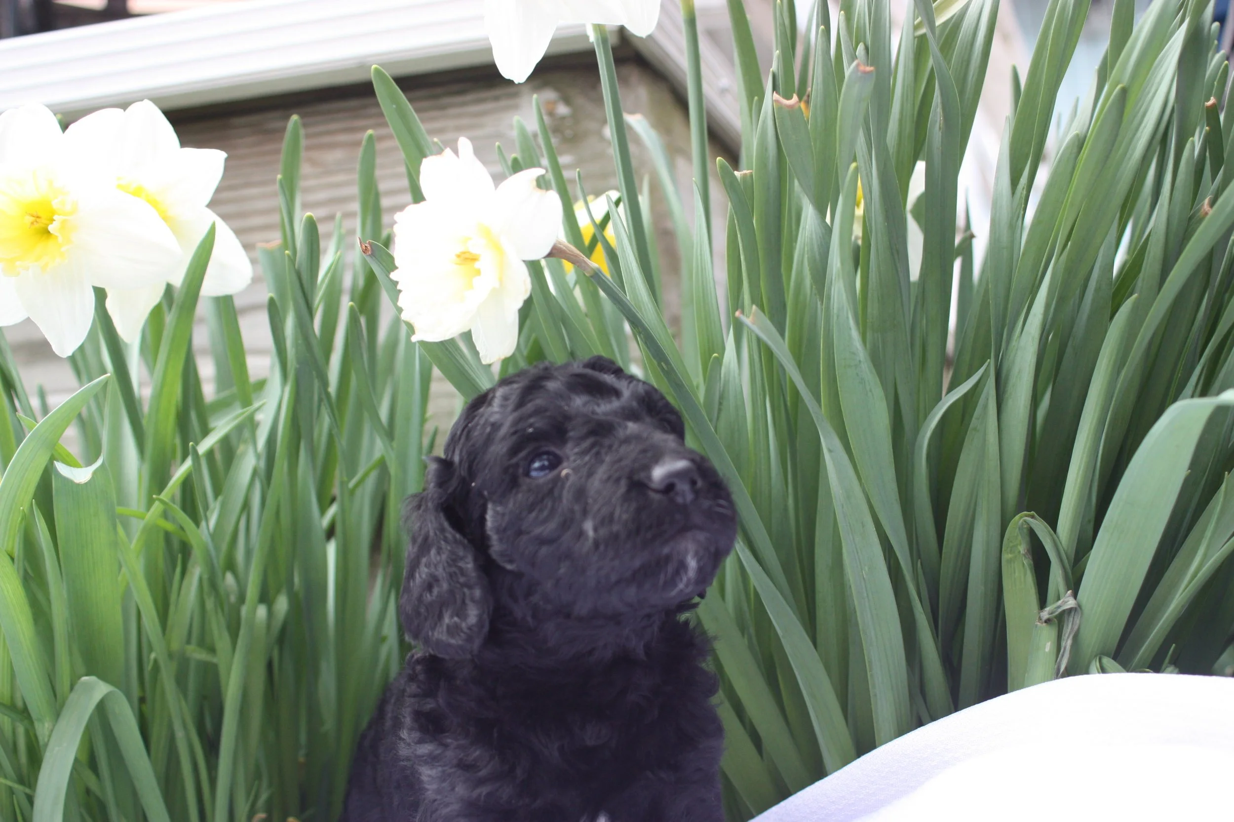 JAZZ/FEMALE/$1,800/Available