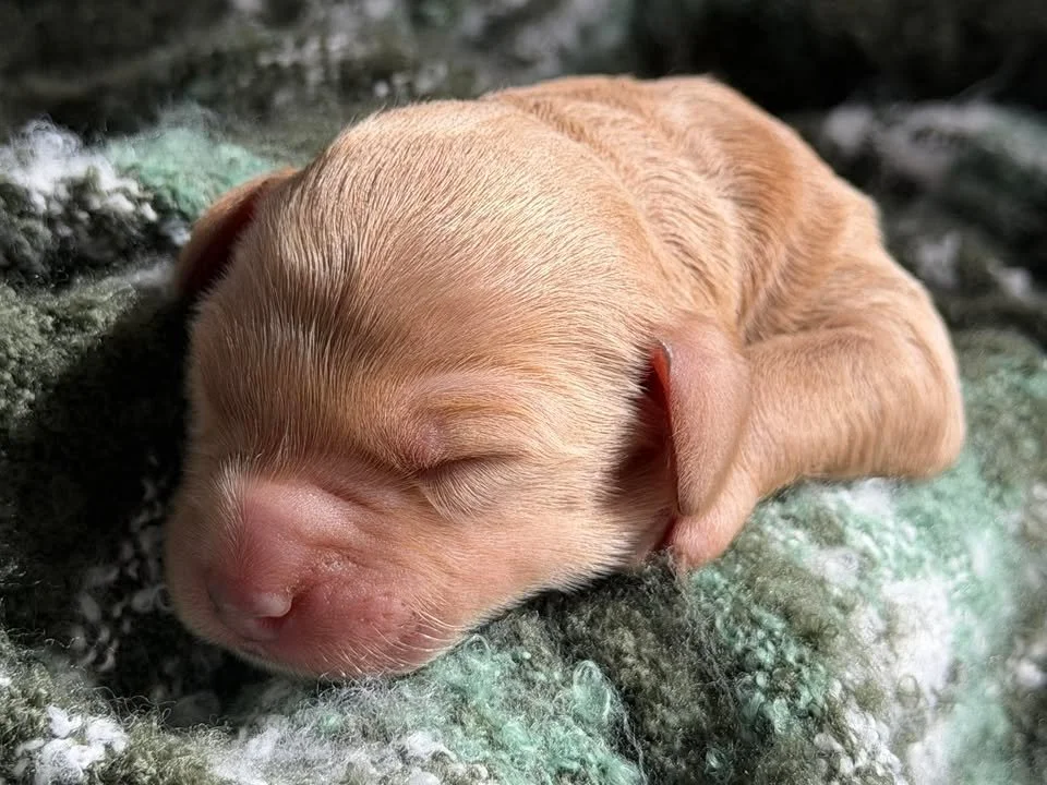 TANGO/MALE/$2,200/RESERVED