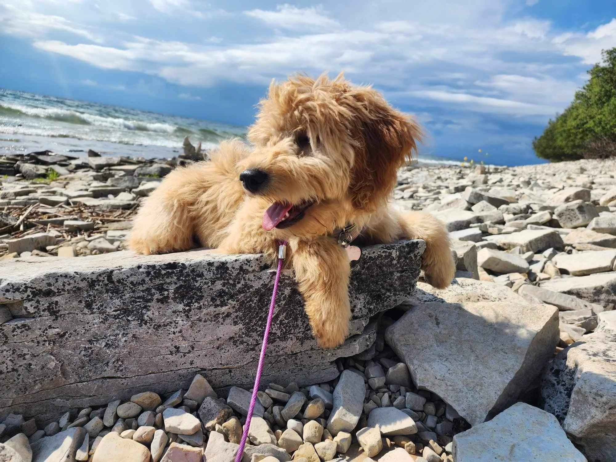 A fluffy light brown puppy with a black nose and tongue sticking out, lying on a large flat rock on a rocky beach with ocean waves and a partly cloudy sky in the background.