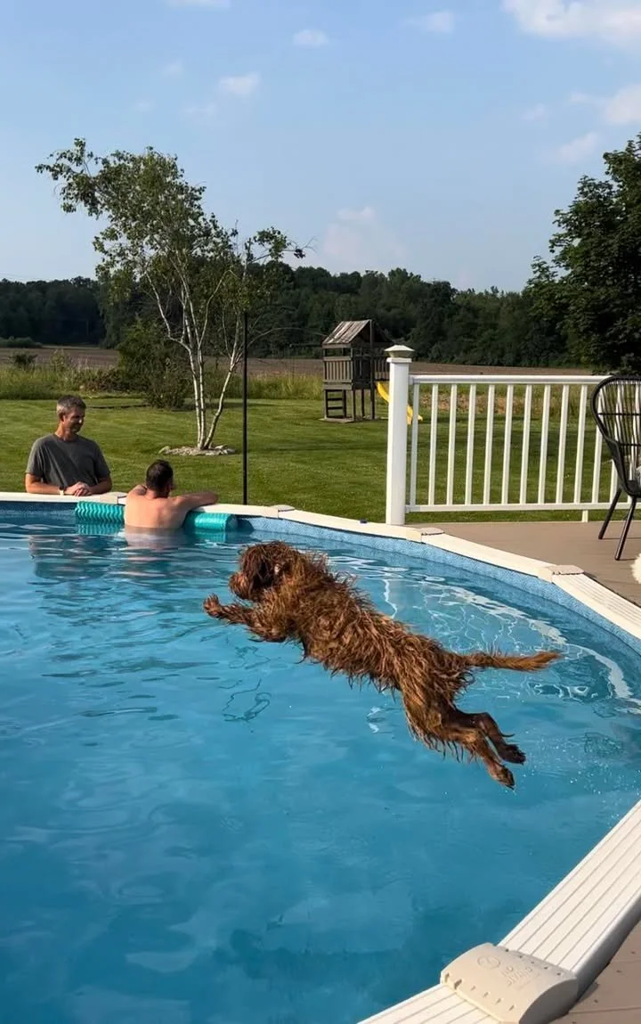 A dog jumping into a swimming pool with two people and a grassy yard in the background.