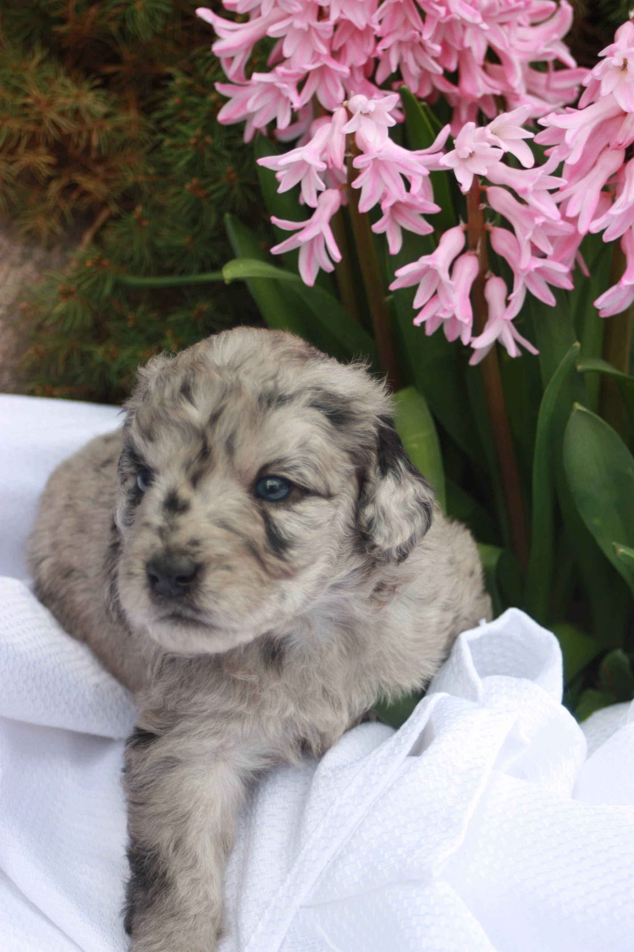 ZING/FEMALE/$2,400/Available