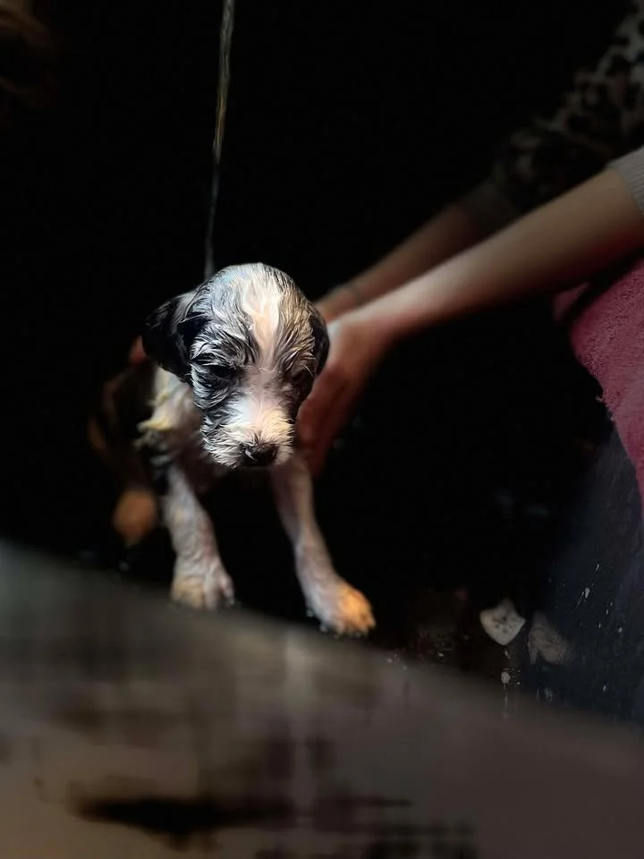 Hermey~Male~Reserved~$1,600
