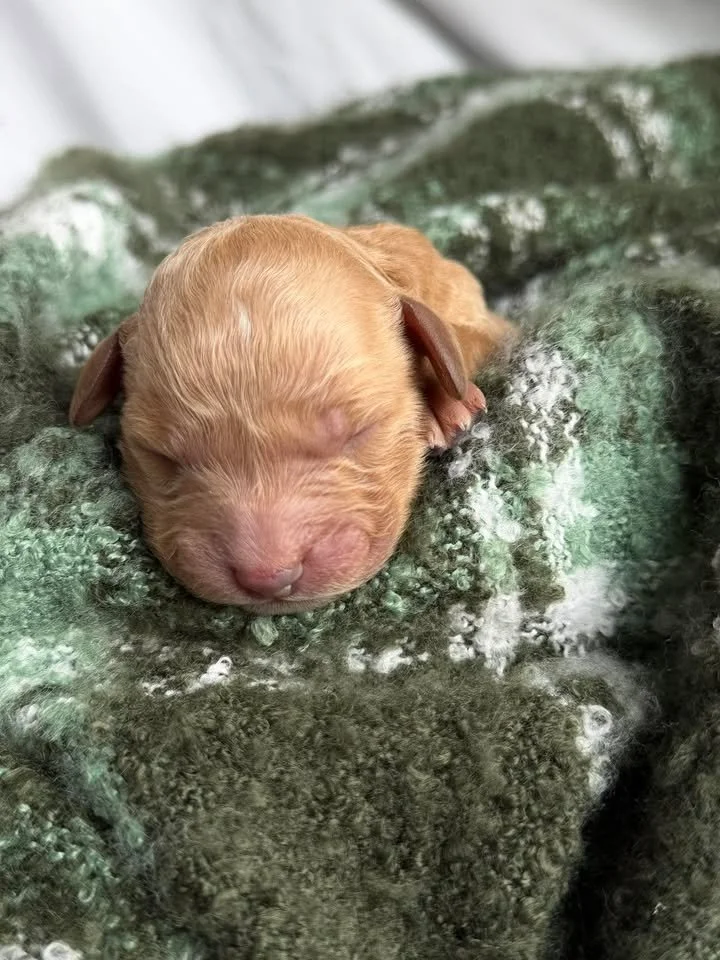 SALSA/MALE/$2,200/Available