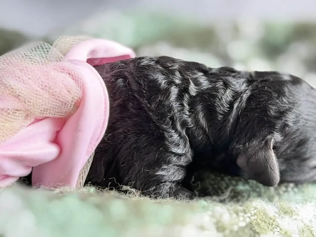 JAZZ/FEMALE/$1,800/Available