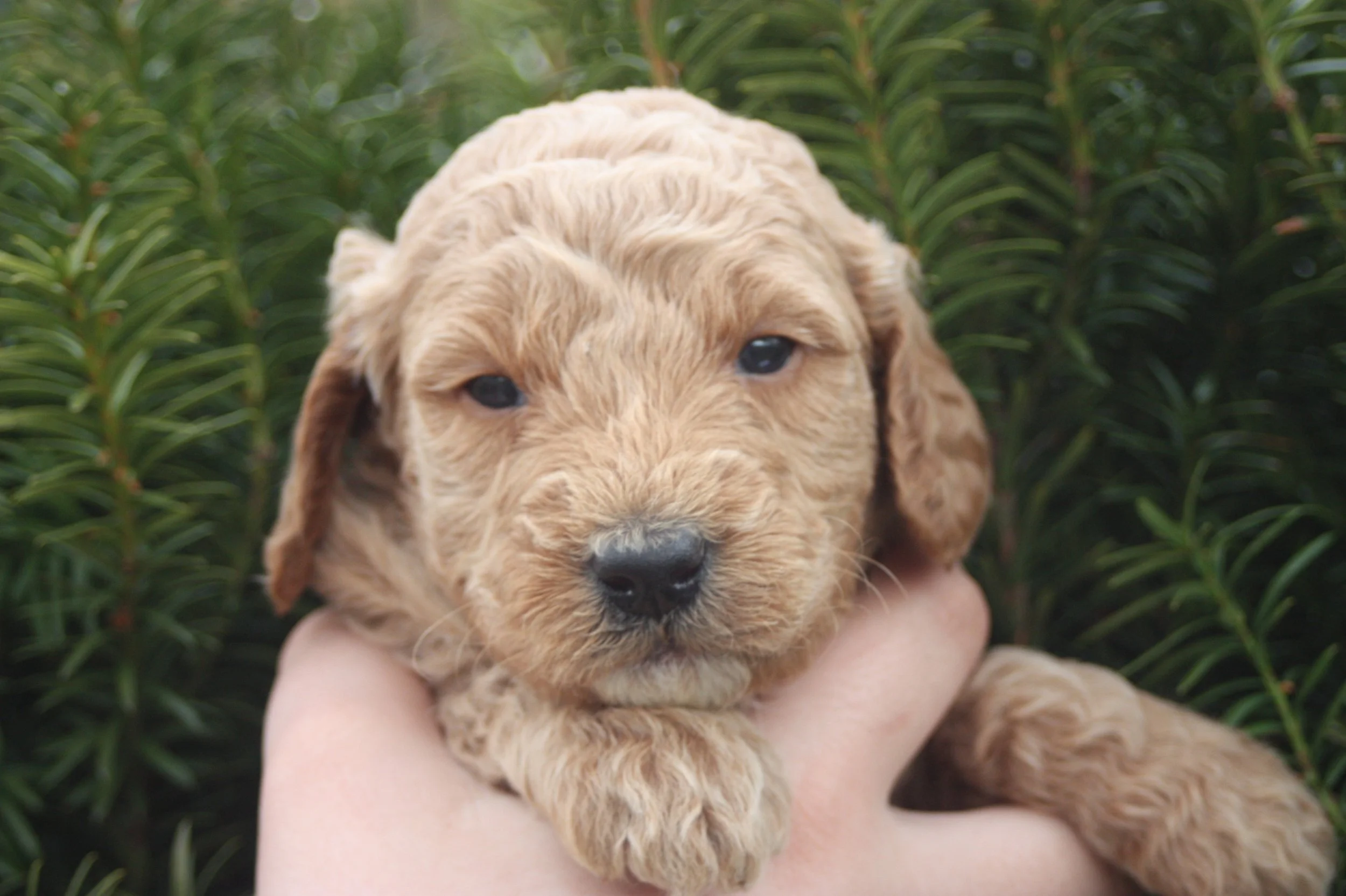 WALTZ/MALE/$2,200/RESERVED